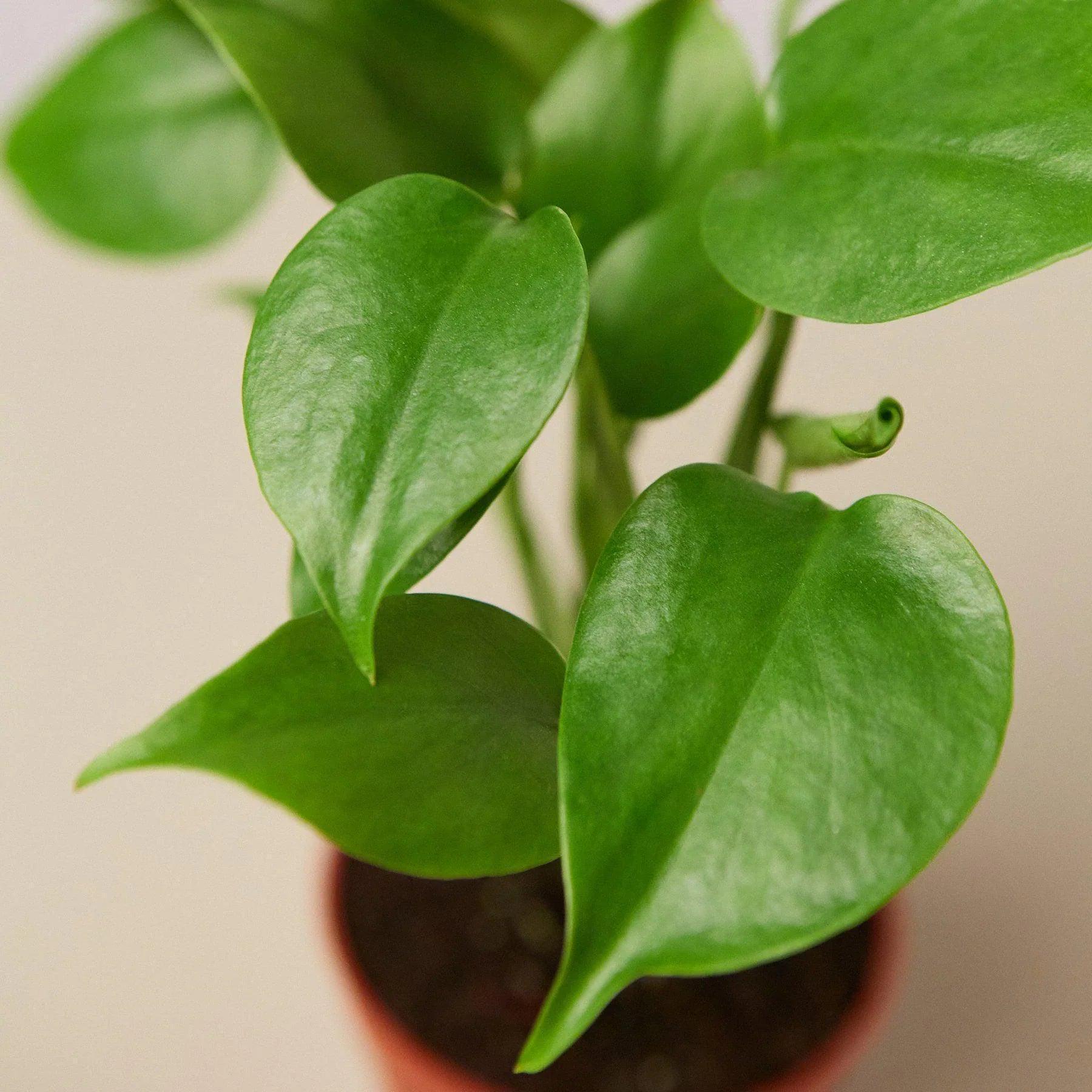 Monstera Deliciosa Split-Leaf Indoor Plants 2" Pot / Nursery Pot Austin Jungle Co.