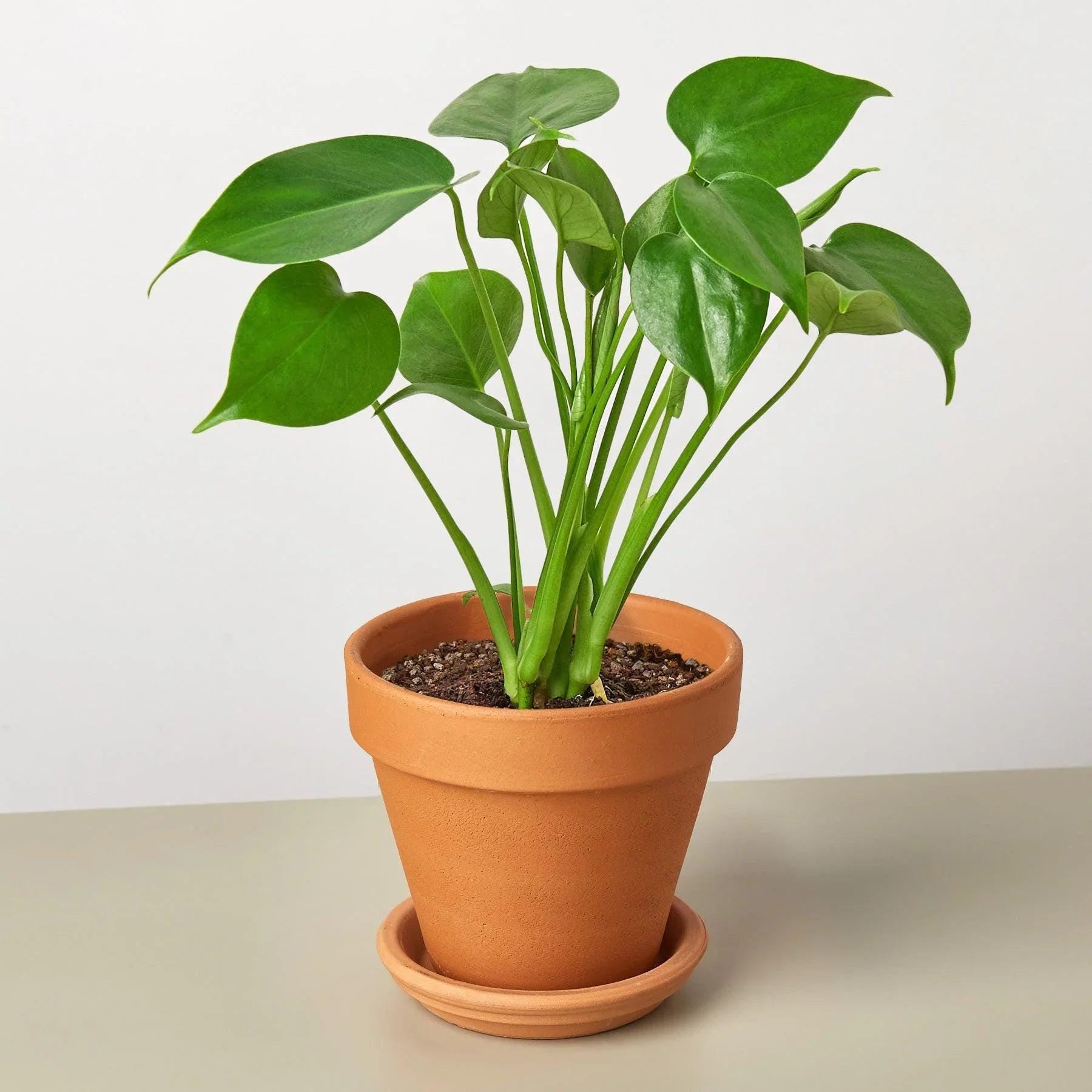 Monstera Deliciosa Split-Leaf Indoor Plants 2" Pot / Nursery Pot Austin Jungle Co.