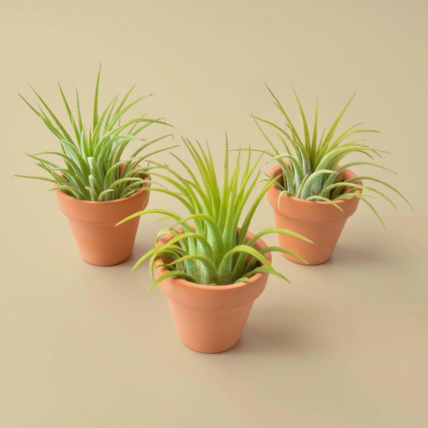 3 Pack - Ionantha Air Plants with Mini Terra Cotta Pots Air PLants Default Title Austin Jungle Co.
