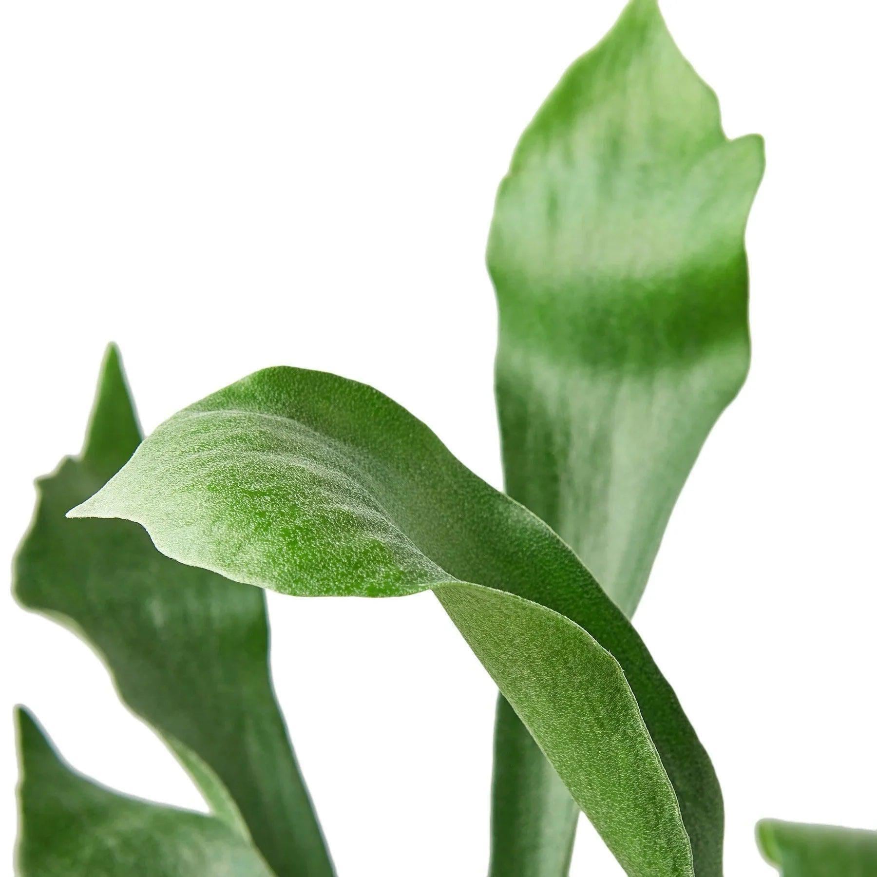 Staghorn Fern Indoor Plants 3" Pot / Nursery Pot Austin Jungle Co.