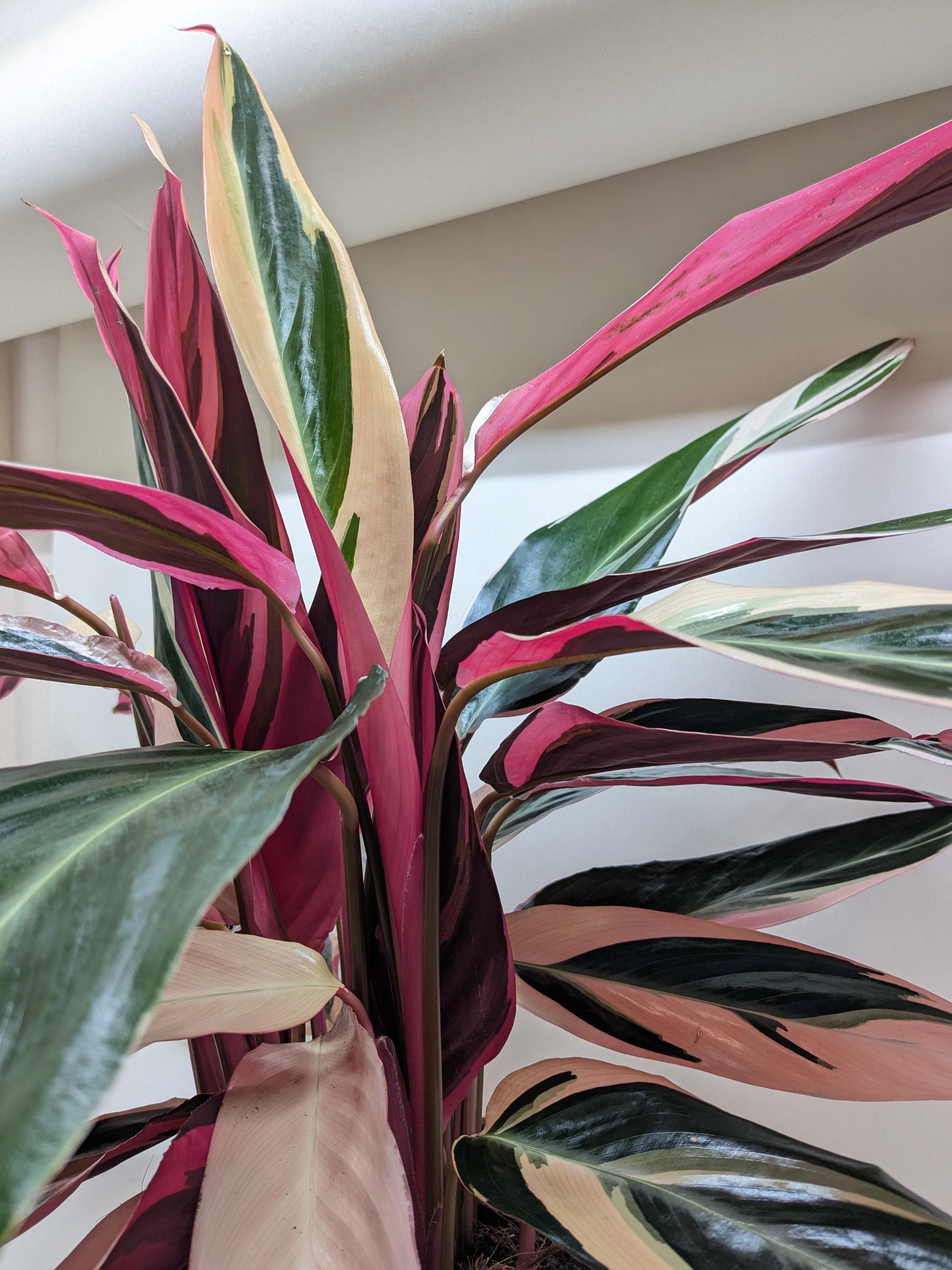 Stromanthe Triostar Indoor Plants 4" Pot Austin Jungle Co.