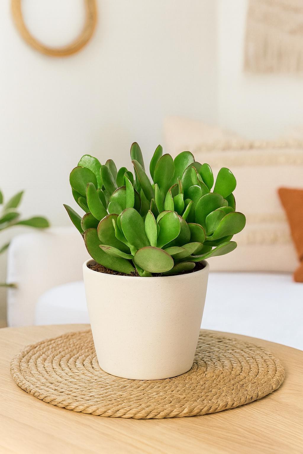 Succulent Crassula 'Jade'