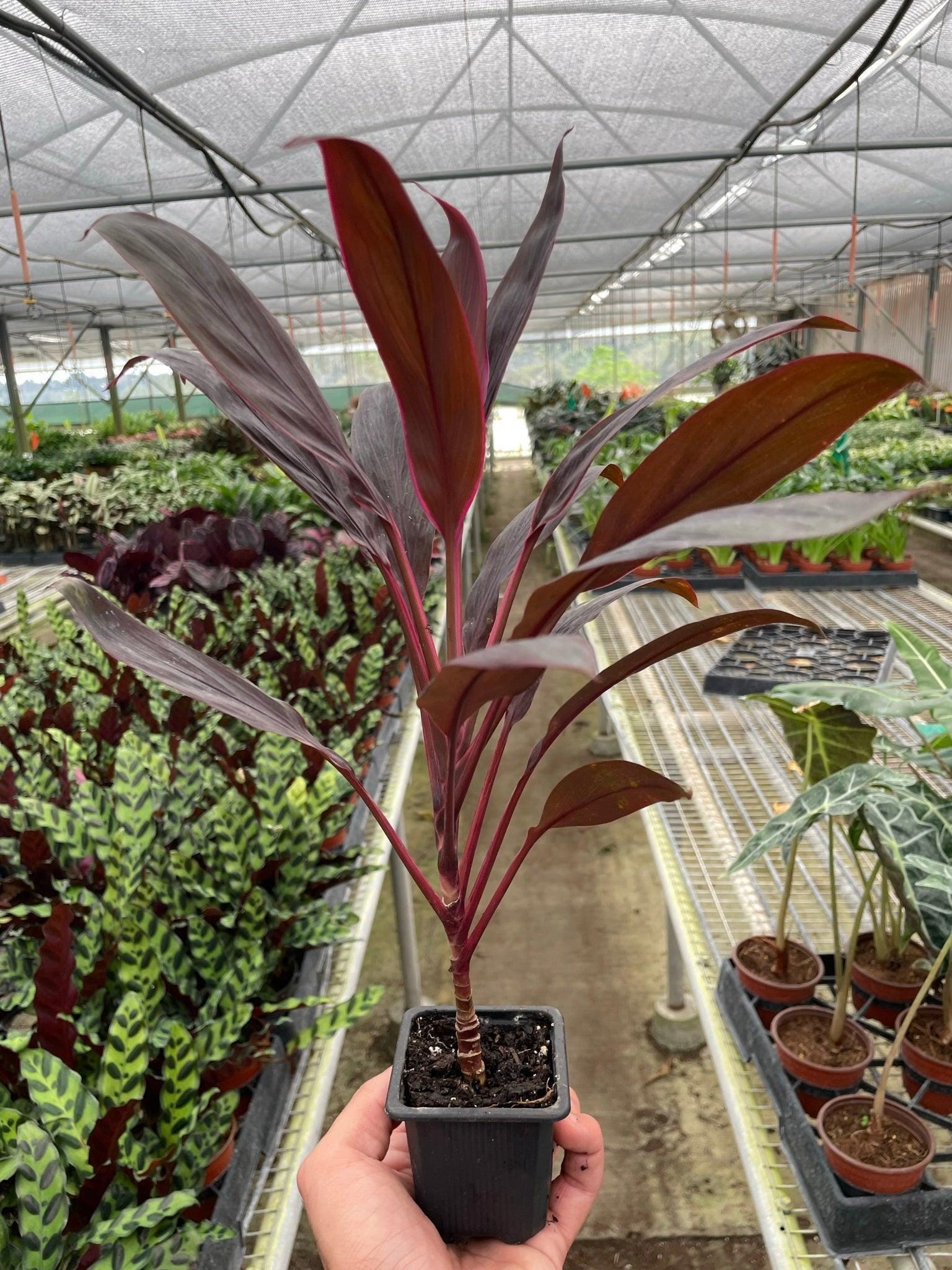 Cordyline 'Calypso Queen' Indoor Plants 3" Pot Austin Jungle Co.