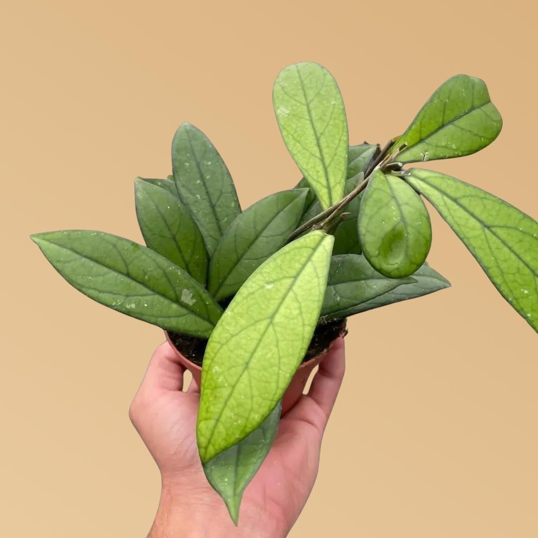 Hoya 'Crassipetiolata'
