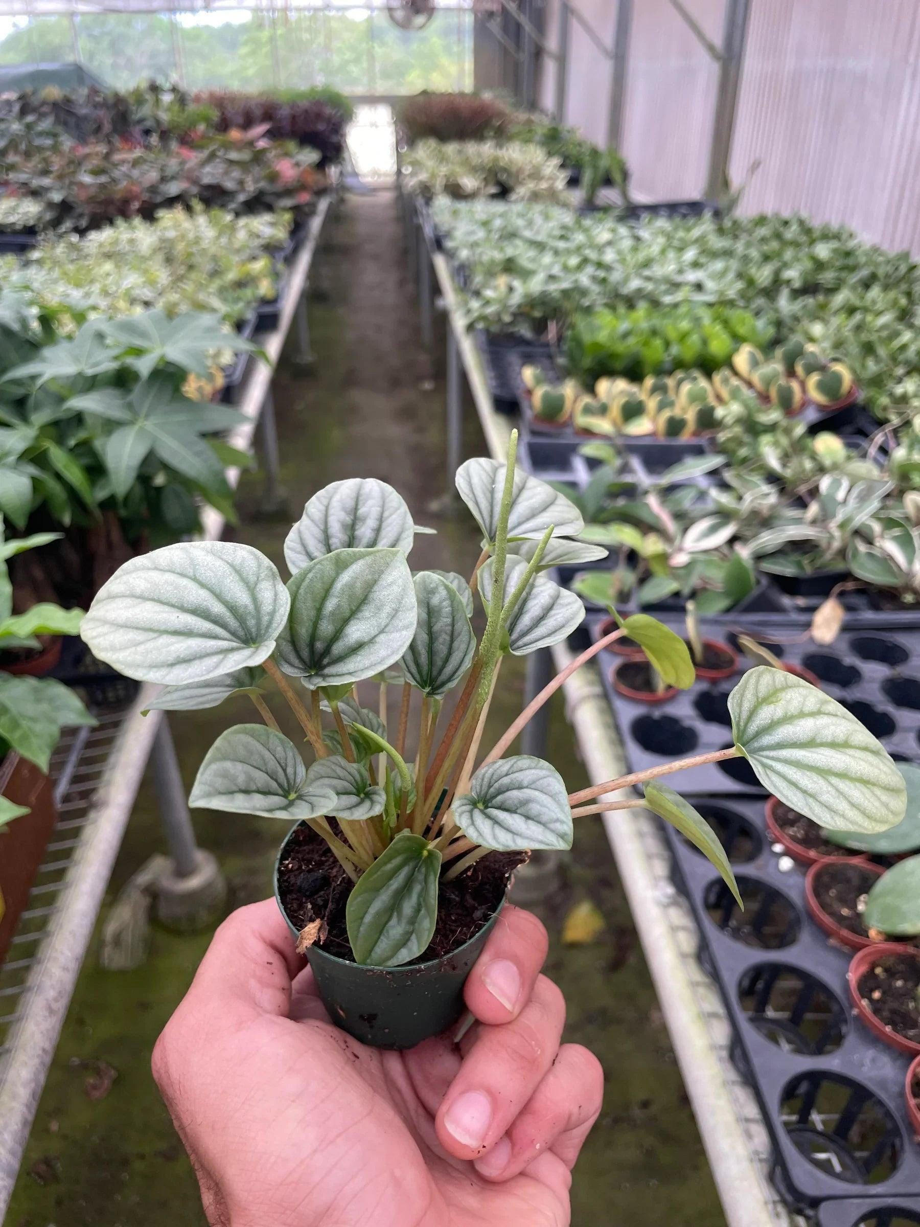 Peperomia 'Frost' Indoor Plants 4" Pot Austin Jungle Co.