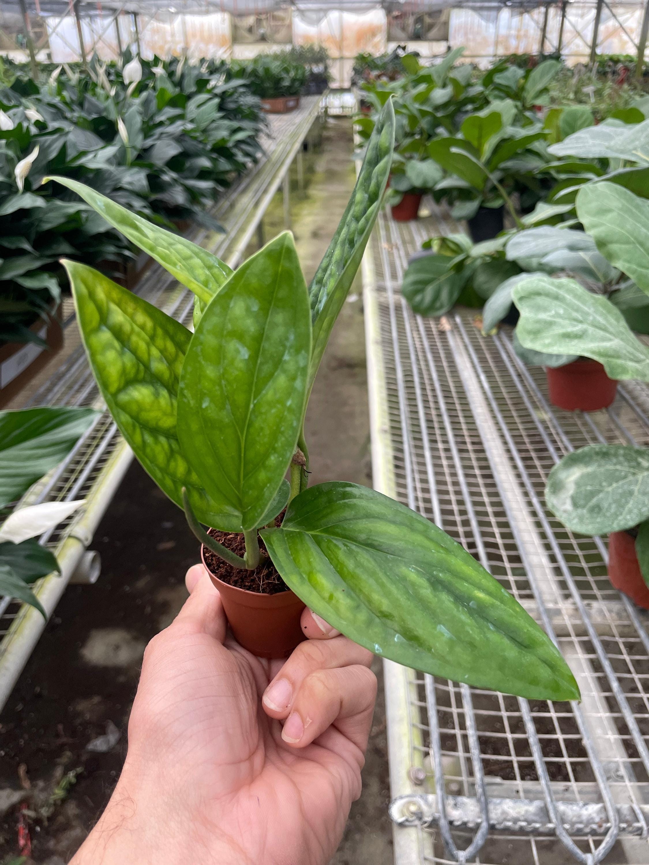Monstera 'Peru' Indoor Plants 2" Pot Austin Jungle Co.