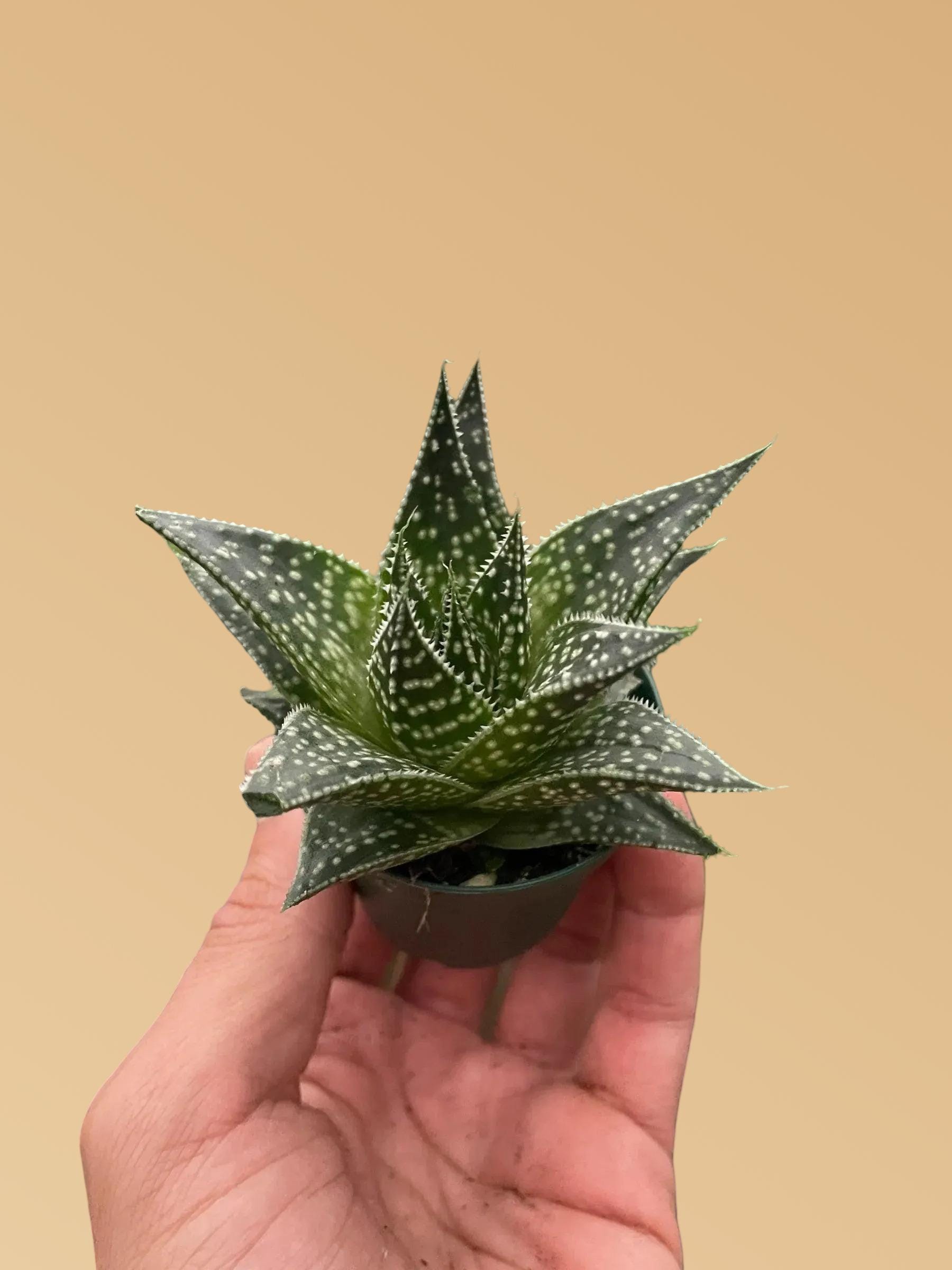 Succulent Gasteria Durban