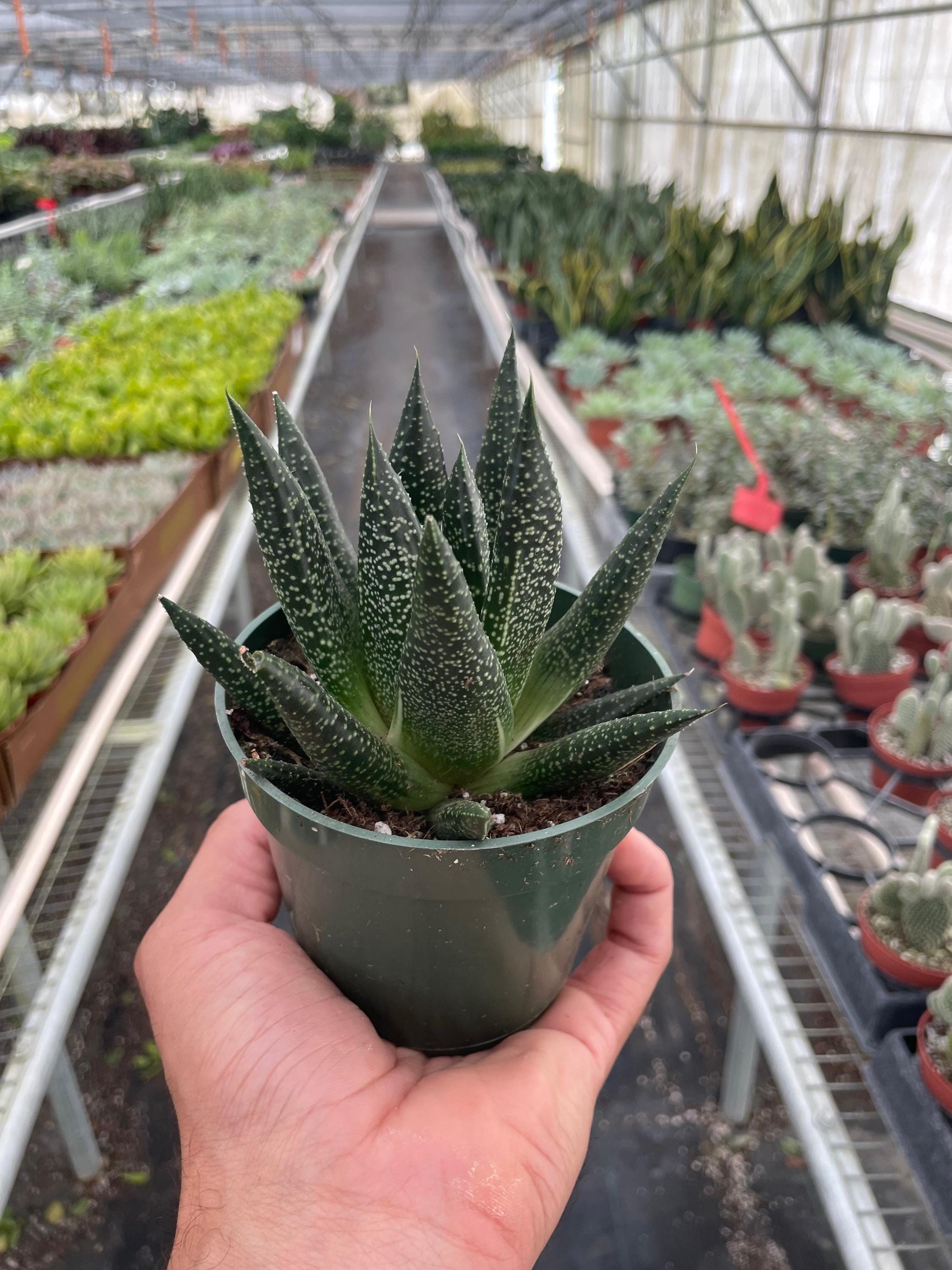 Succulent Gasteria Durban 3" Pot Austin Jungle Co.