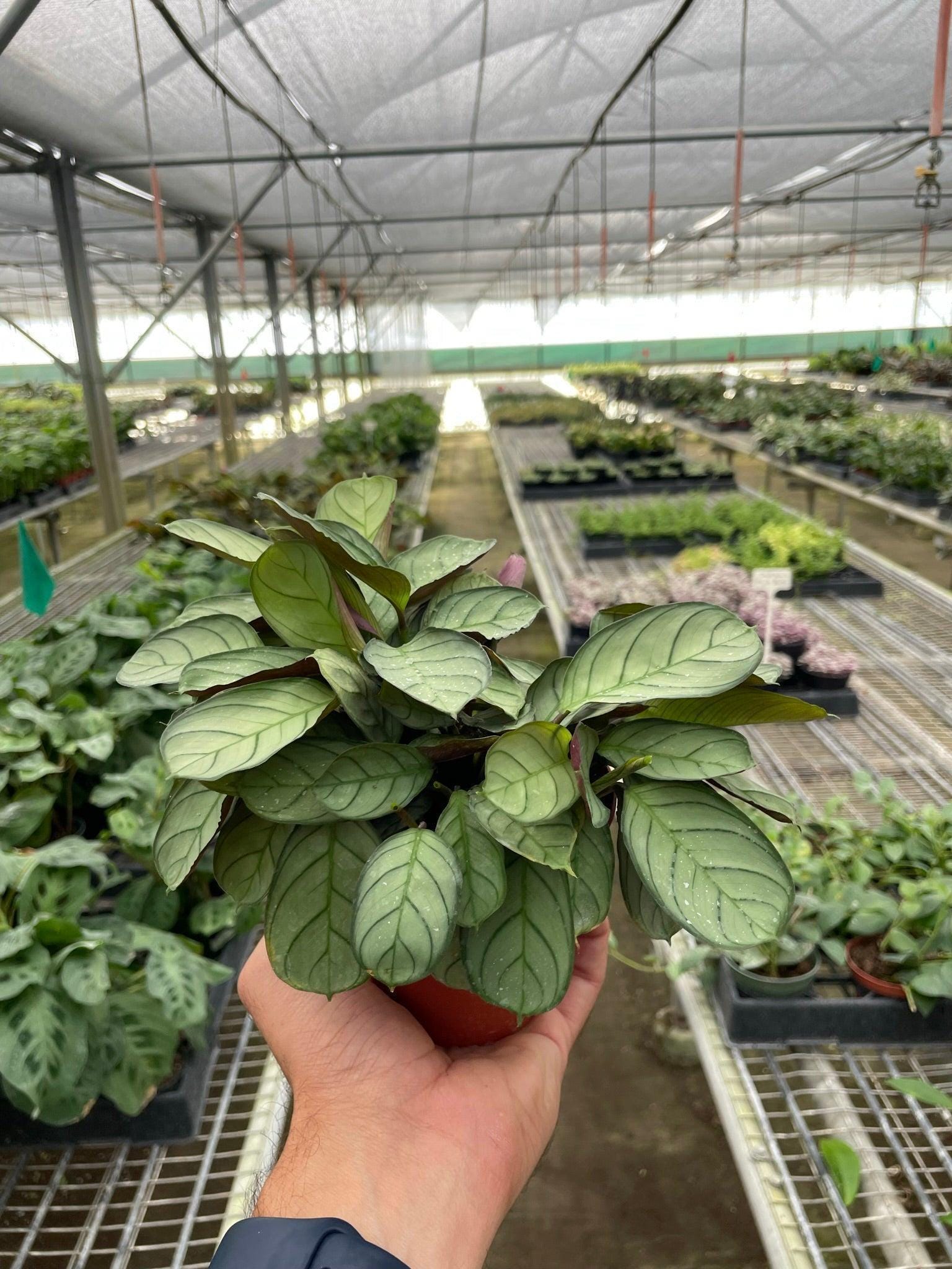 Ctenanthe burle-marxii 'Amagris' Indoor Plants 4" Pot Austin Jungle Co.