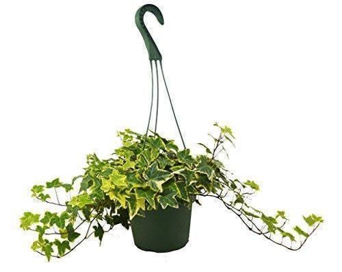 English Ivy Gold Child Default 3" Pot Austin Jungle Co.