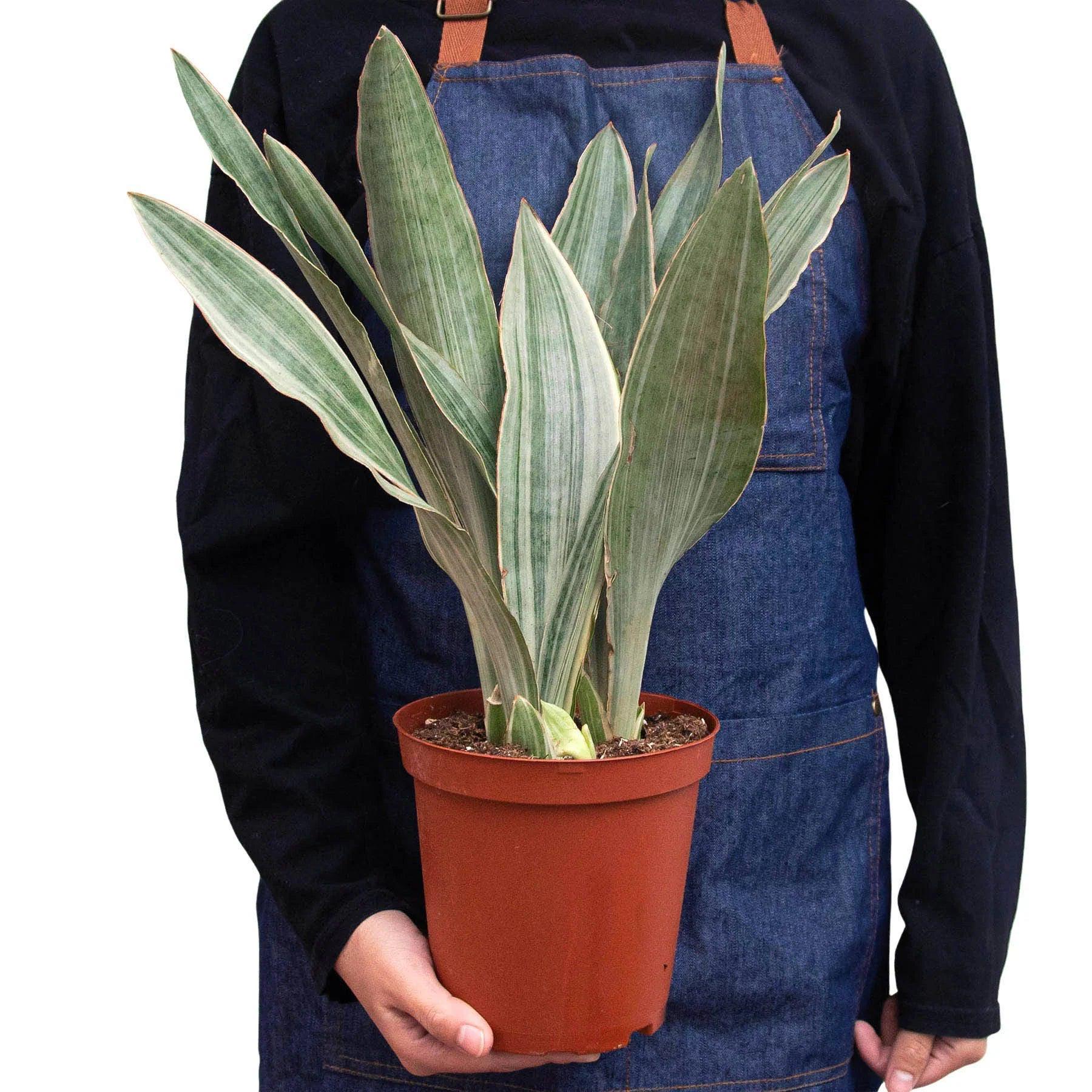 Snake Plant 'Sayuri' Indoor Plants 4" Pot Austin Jungle Co.