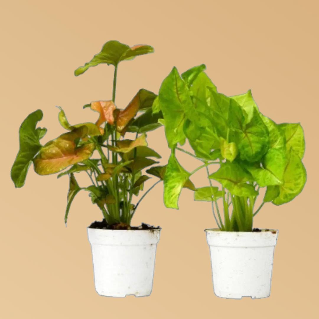 2 Syngonium Variety (Arrowhead Plant) - 4" Pot 4" Plant (2pk/$2) ($10 Ship/31oz) 4" Pot Austin Jungle Co.