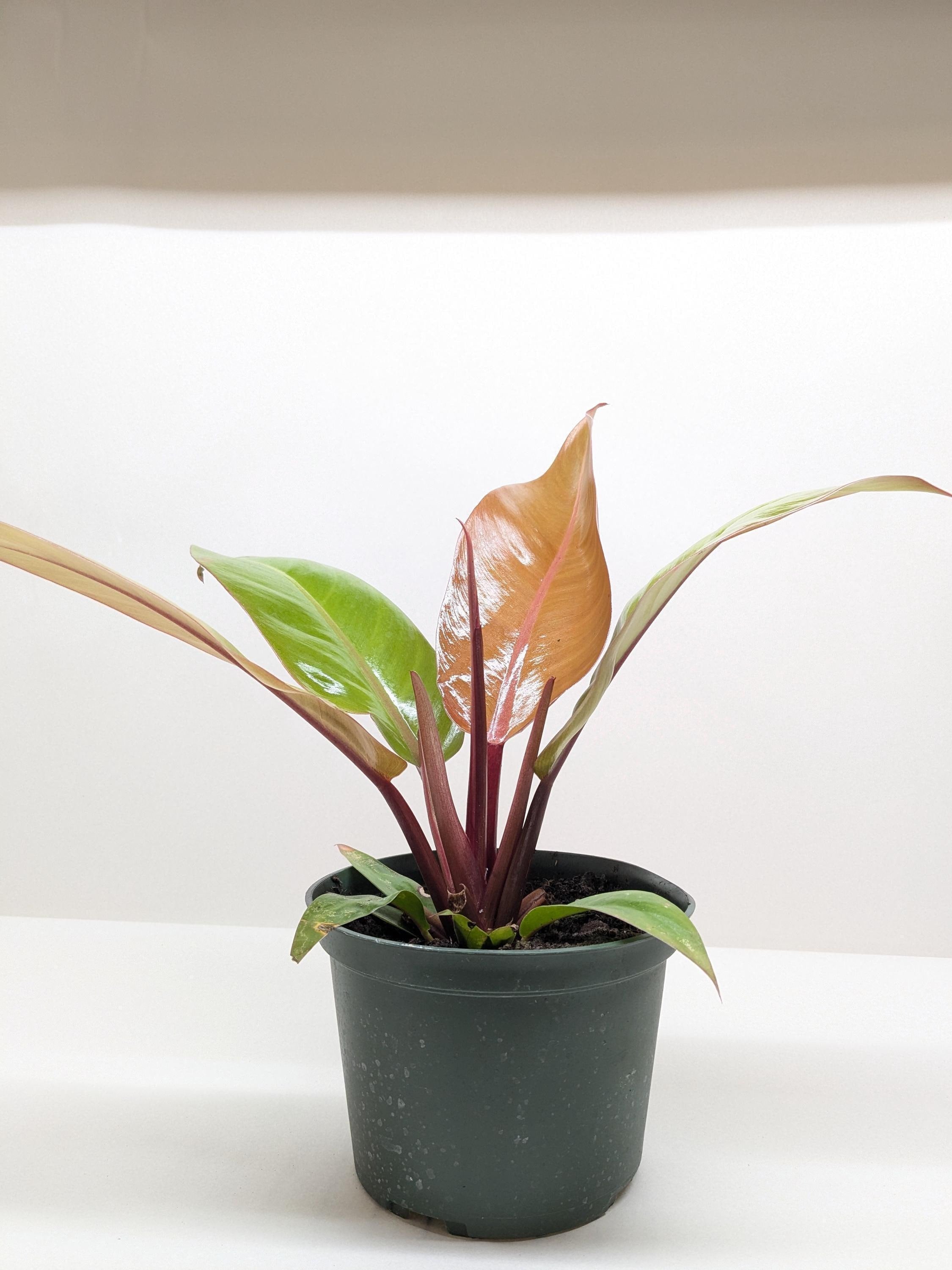 Philodendron 'Prince of Orange'