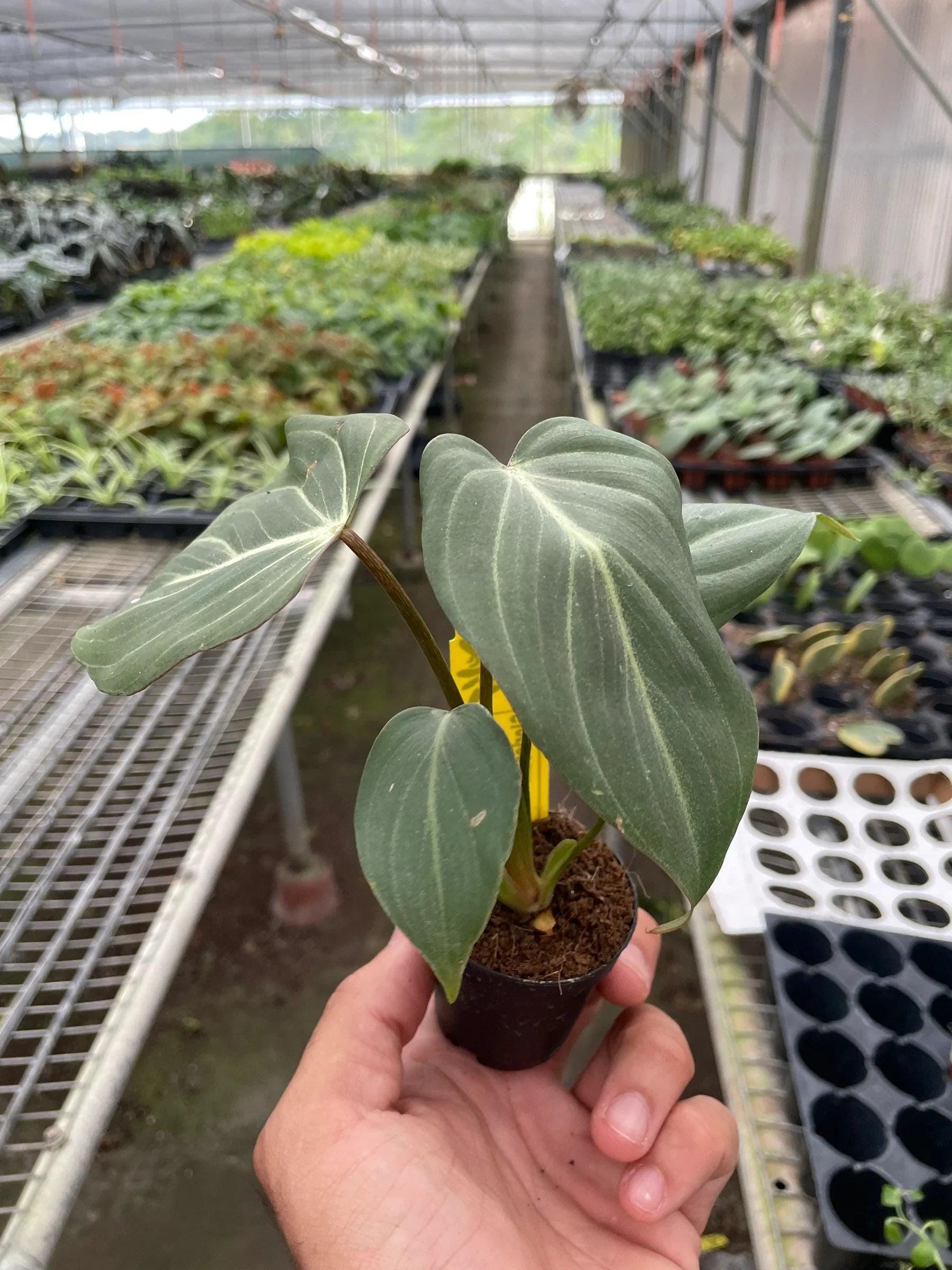 Philodendron Gloriosum Indoor Plants 2" Pot Austin Jungle Co.