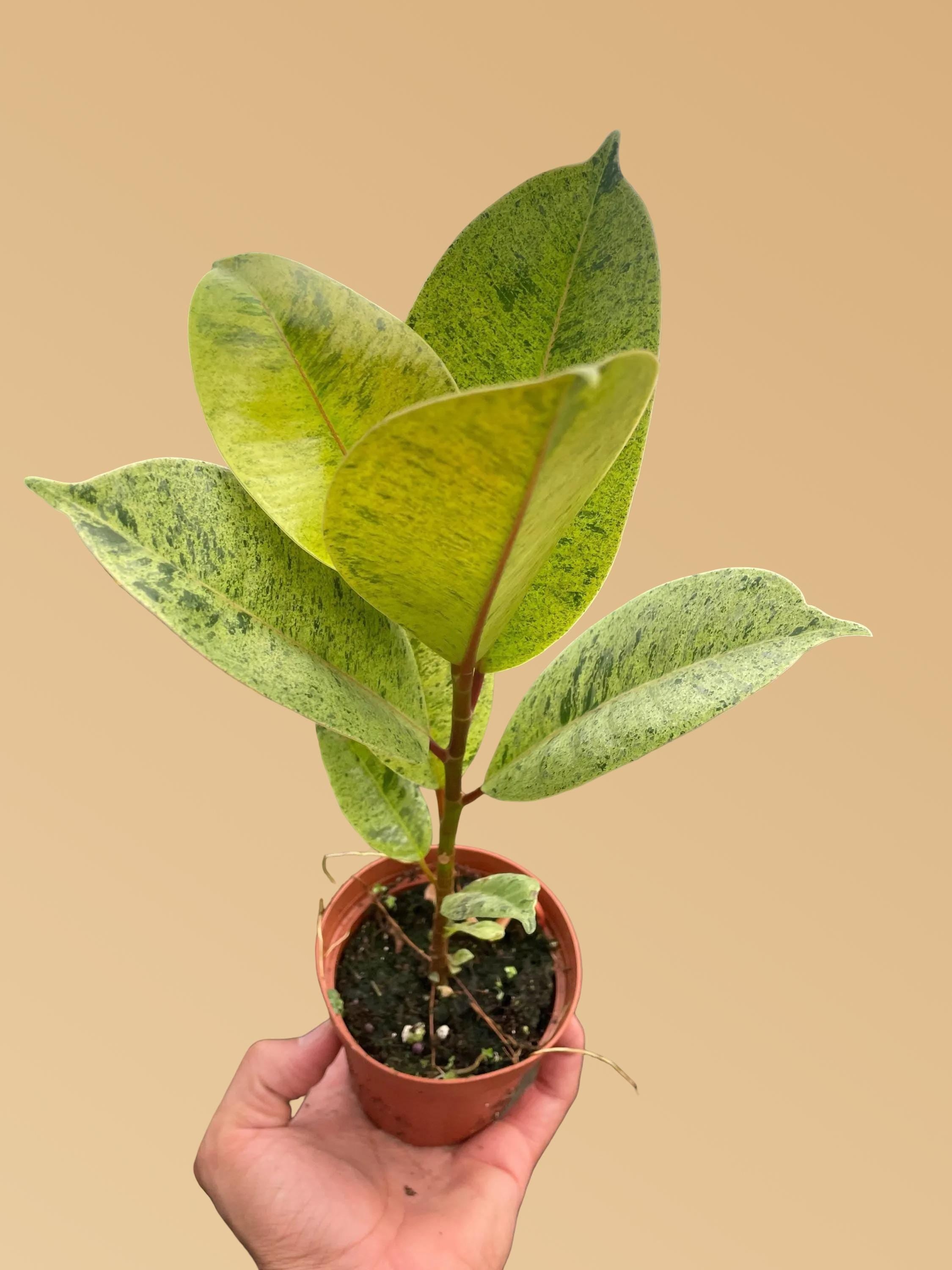 Ficus 'shivereana' (Moonshine)