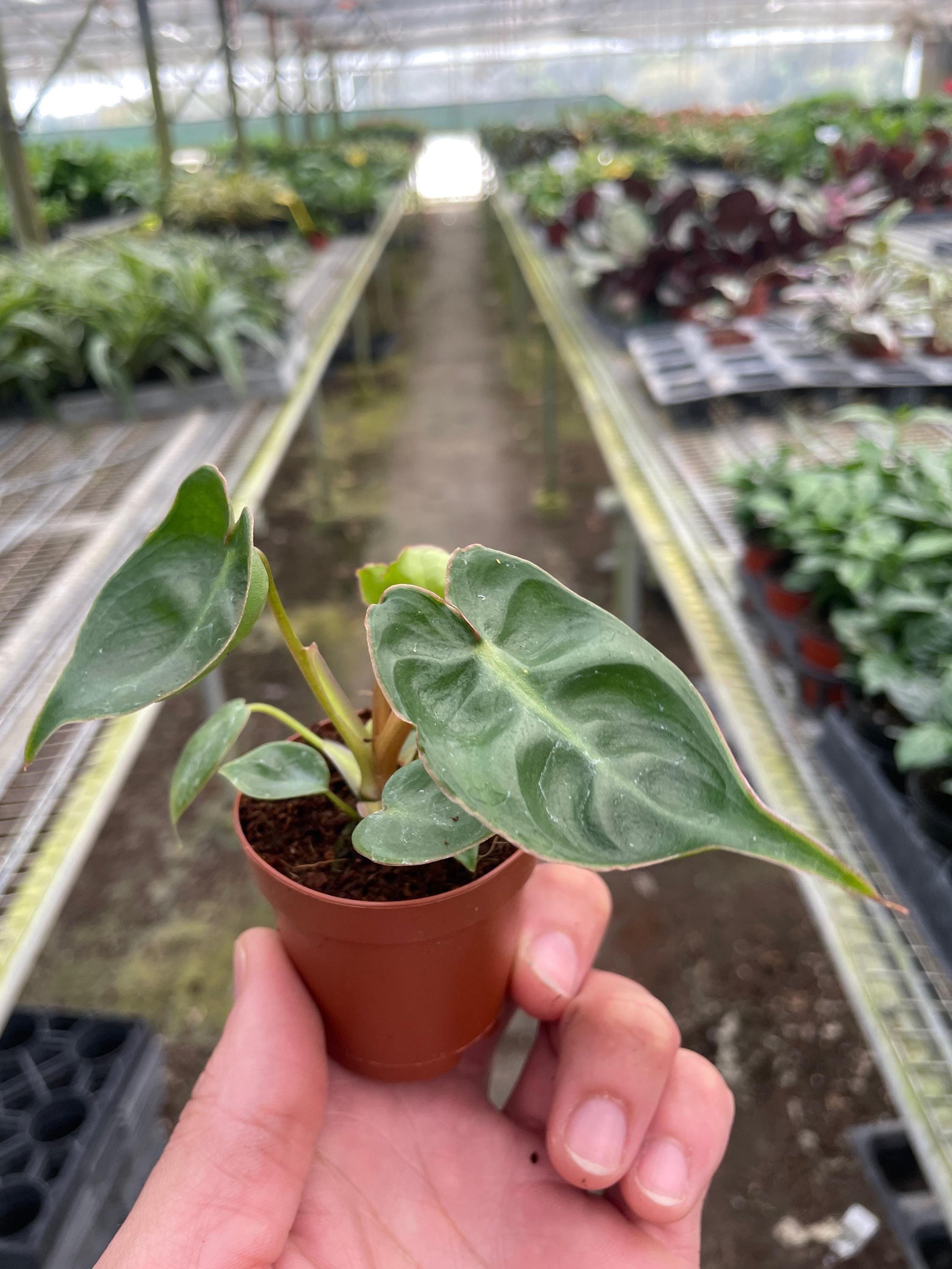 Philodendron 'Billietiae' Indoor Plants 2" Pot Austin Jungle Co.