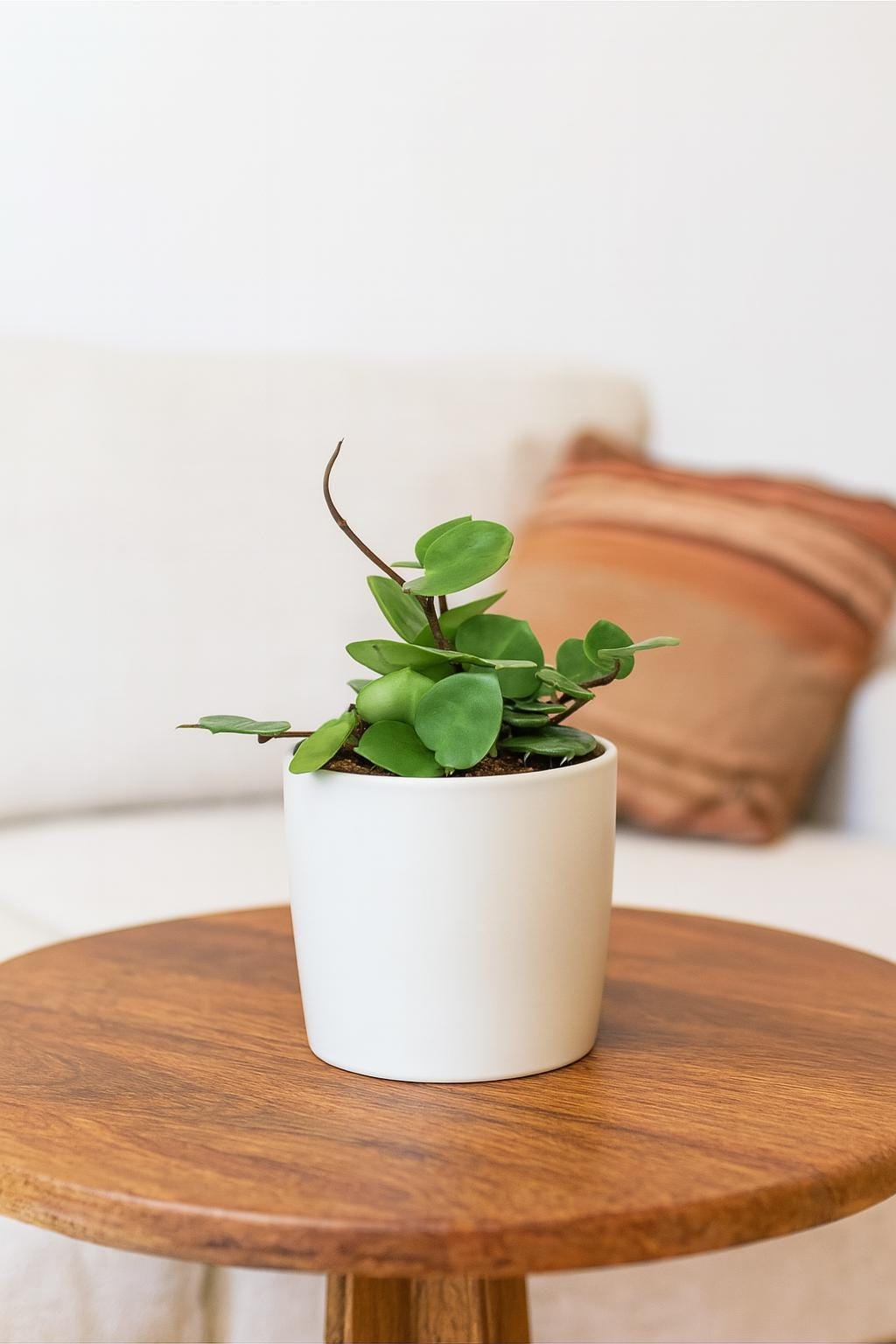 Hoya Carnosa 'Chelsea'