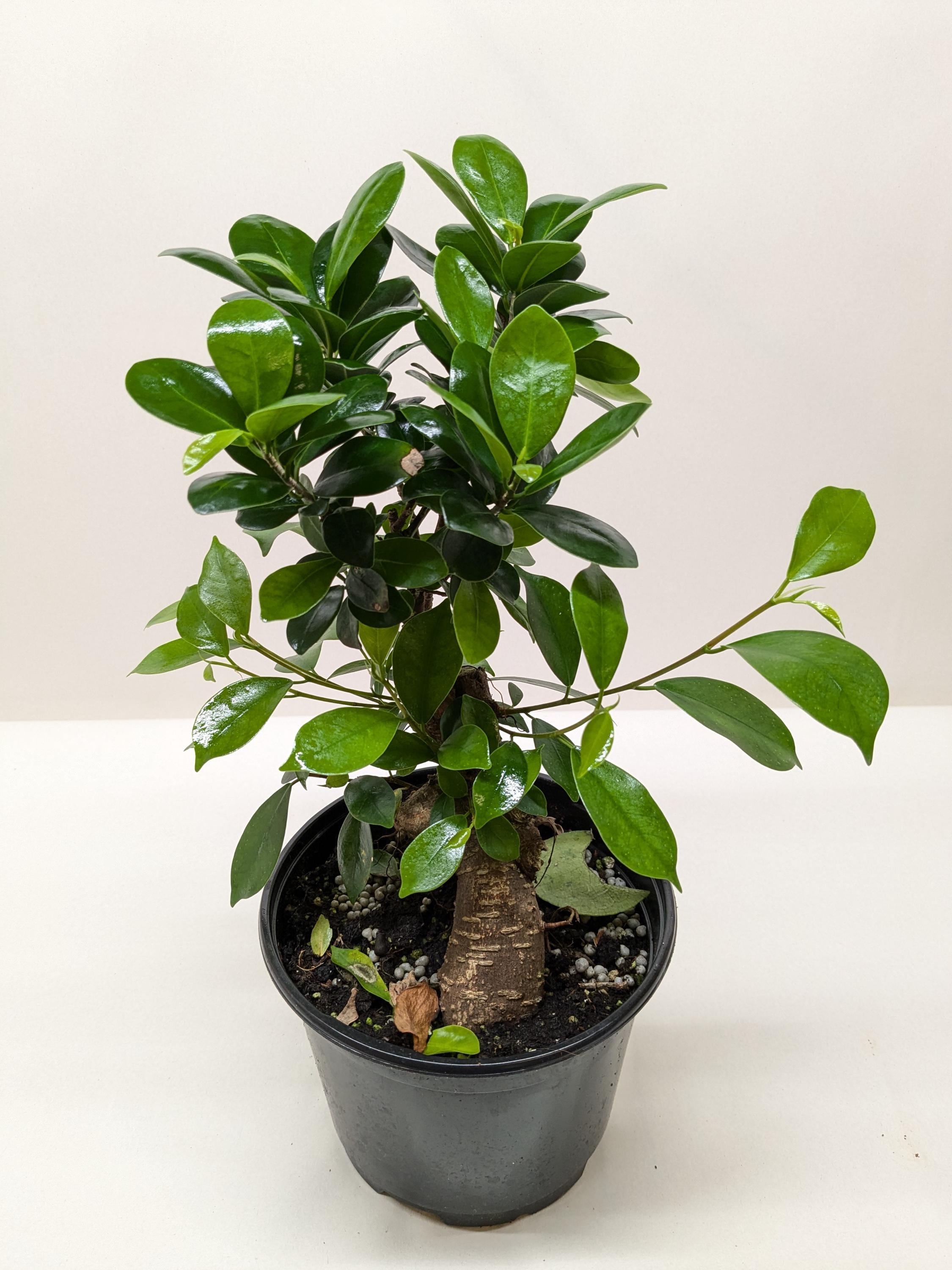 Ficus 'Ginseng' Indoor Plants 4" Pot Austin Jungle Co.