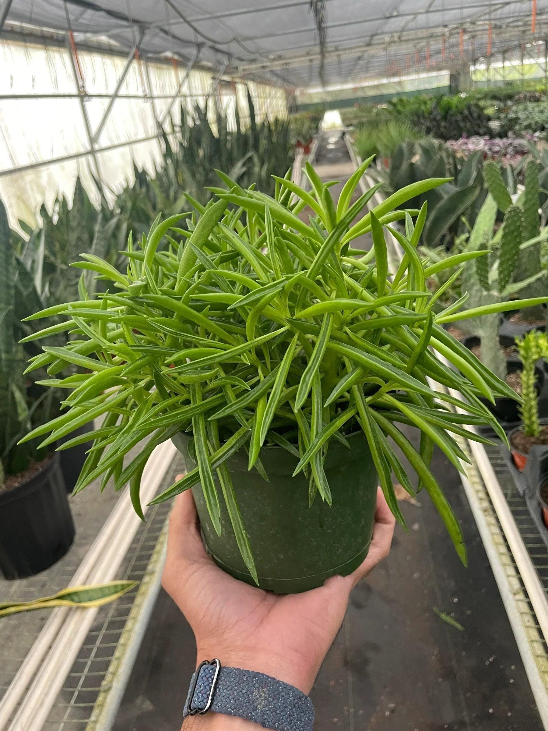 Peperomia 'Green Bean' Indoor Plants 4" Pot Austin Jungle Co.