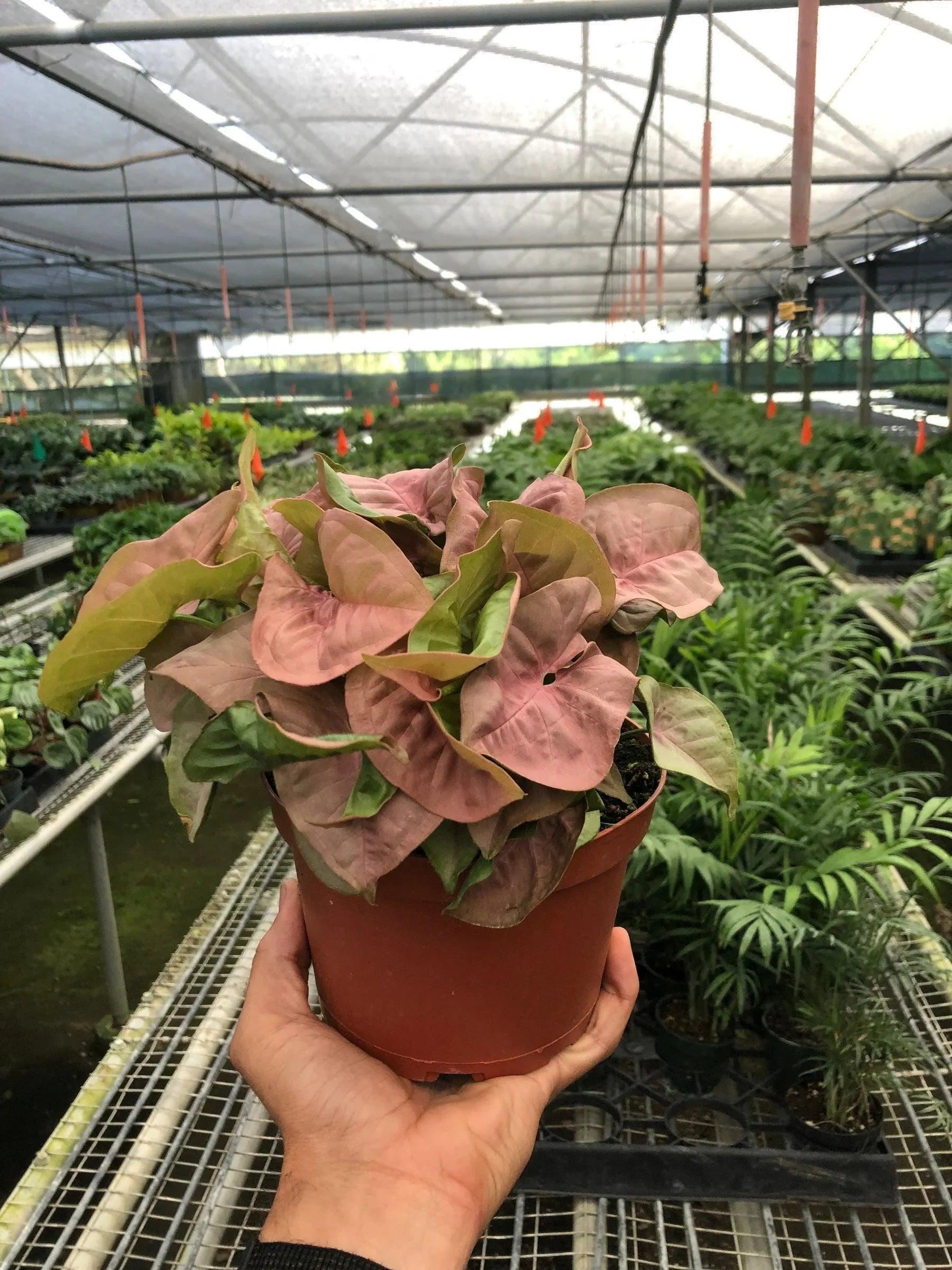 Syngonium Strawberry Indoor Plants 3" Pot Austin Jungle Co.