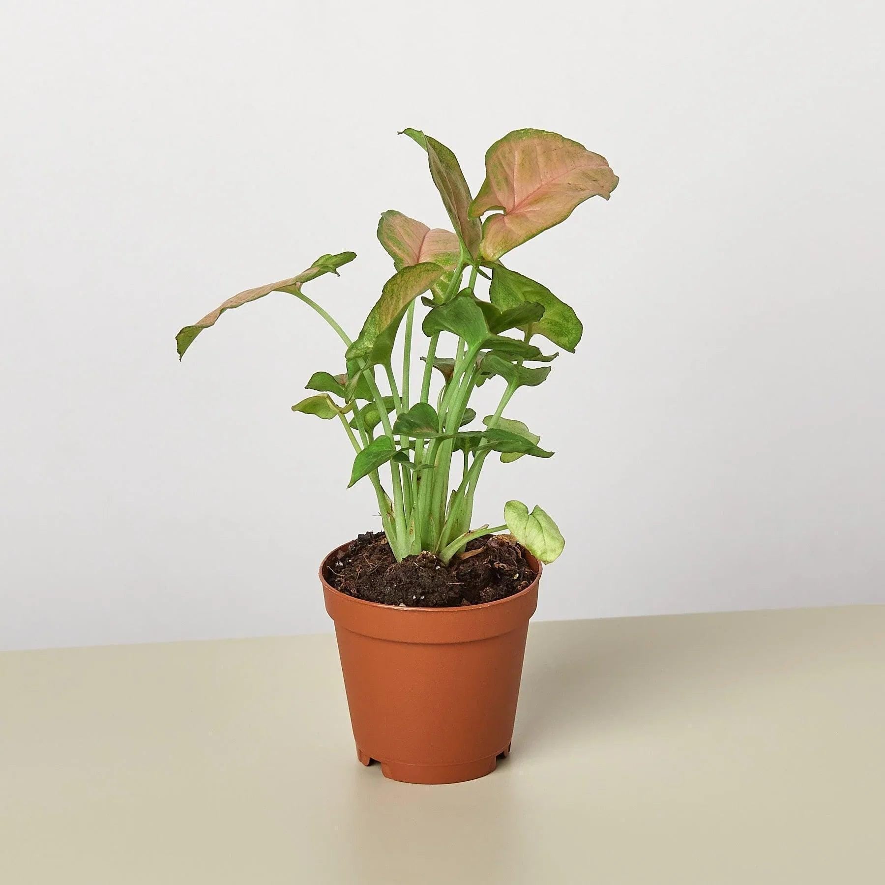 Syngonium Strawberry Indoor Plants 3" Pot Austin Jungle Co.
