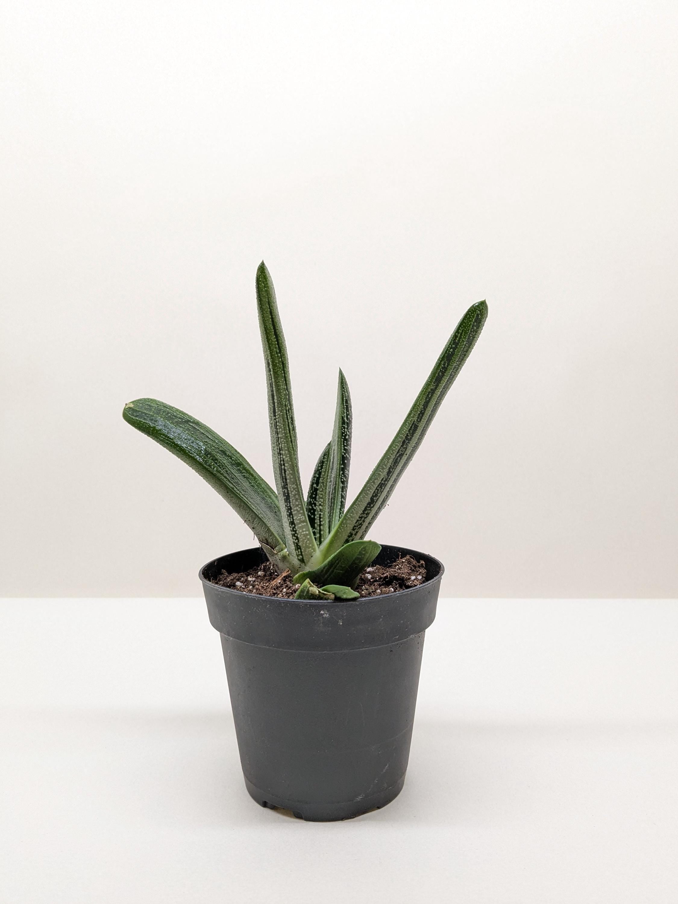 Succulent Gasteria Little Warty 4" Pot Austin Jungle Co.
