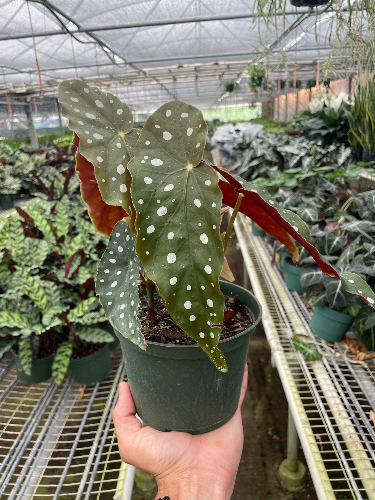 Begonia 'Maculata' 4" Plant (1pk/$2) ($6 Ship/15oz) 4" Pot Austin Jungle Co.
