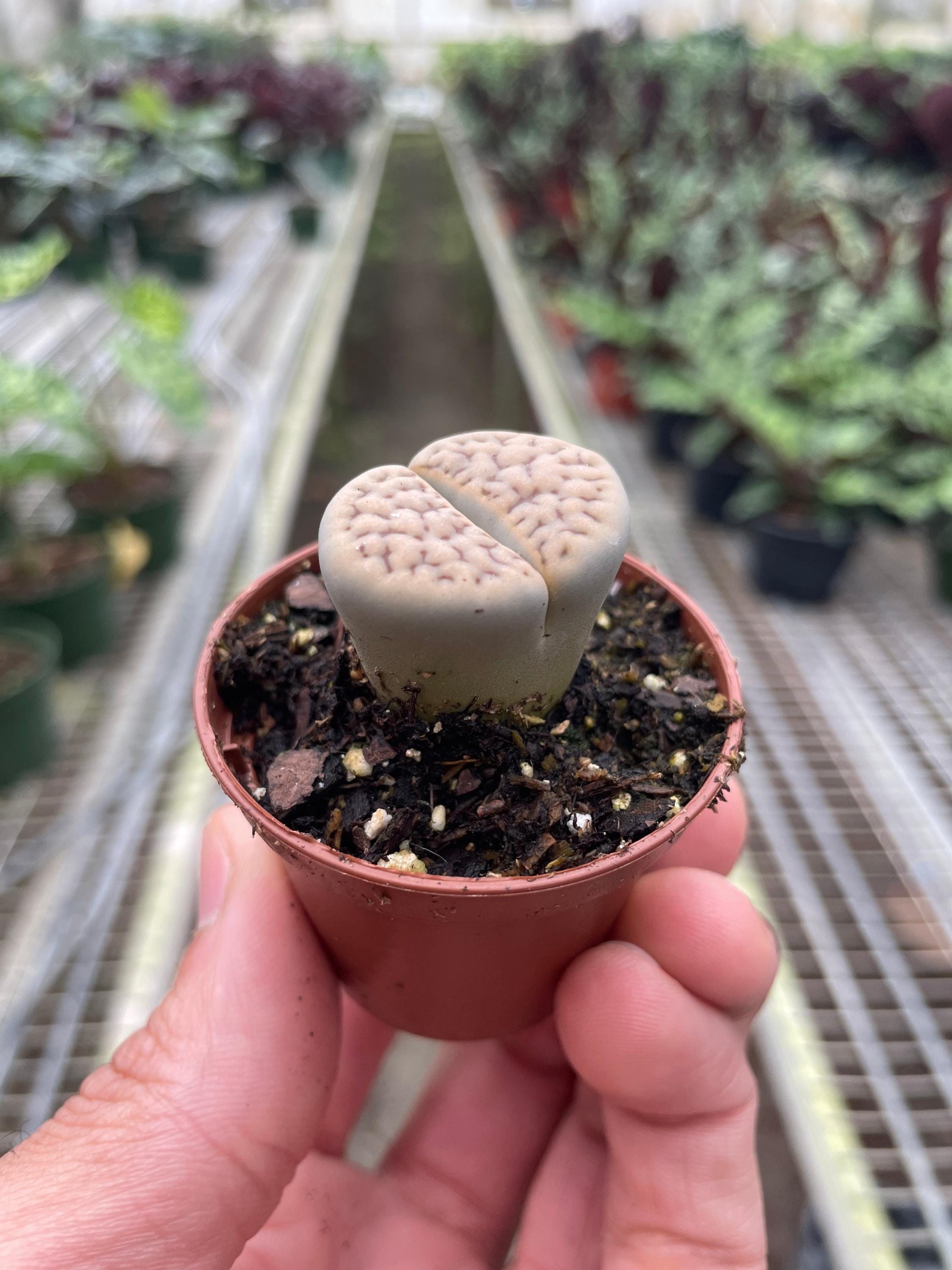 Lithop Living Stone 2" Pot Austin Jungle Co.
