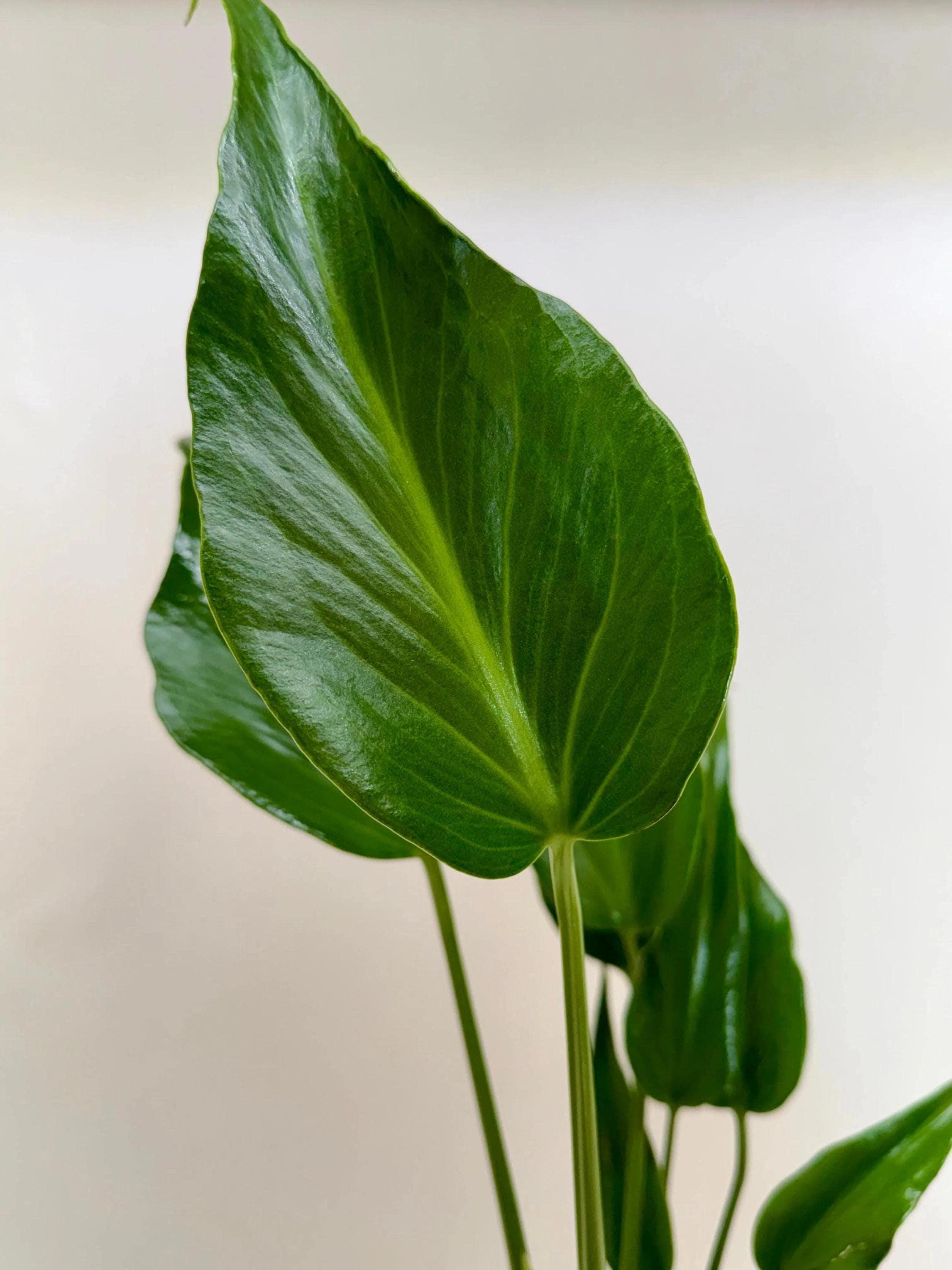 Monstera Burle Marx Flame Indoor Plants 6" Pot Austin Jungle Co.