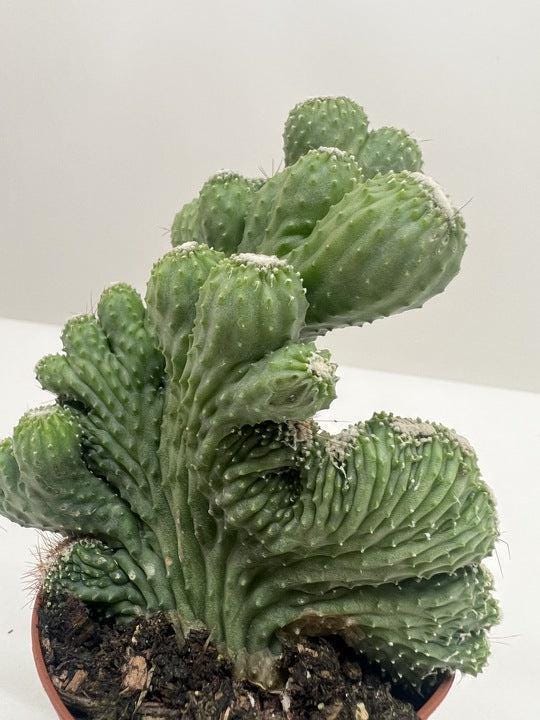 Succulent Cereus Coral Green Succulent 3" Pot Austin Jungle Co.