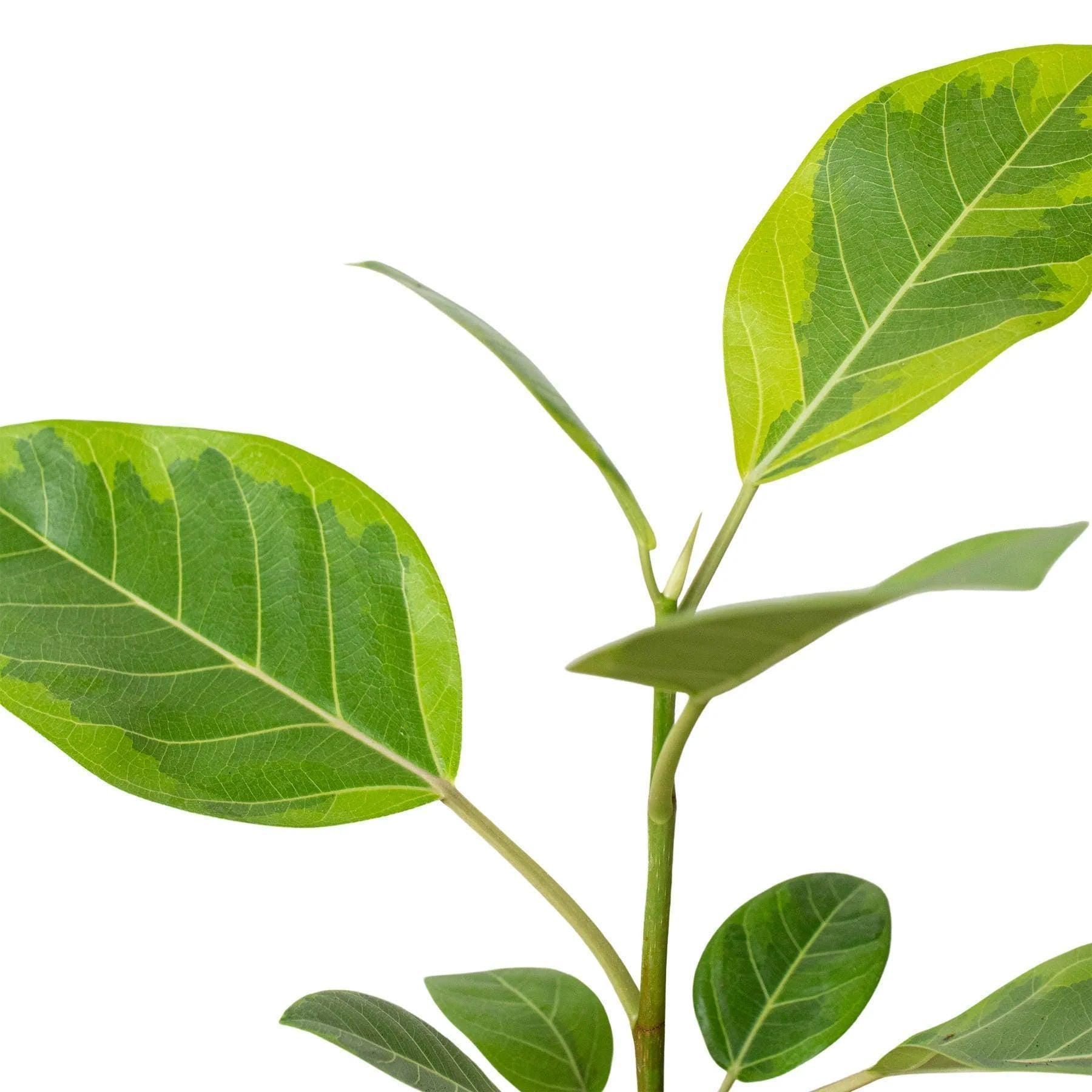Ficus Altissima 'Yellow Gem' Indoor Plants 4" Pot Austin Jungle Co.