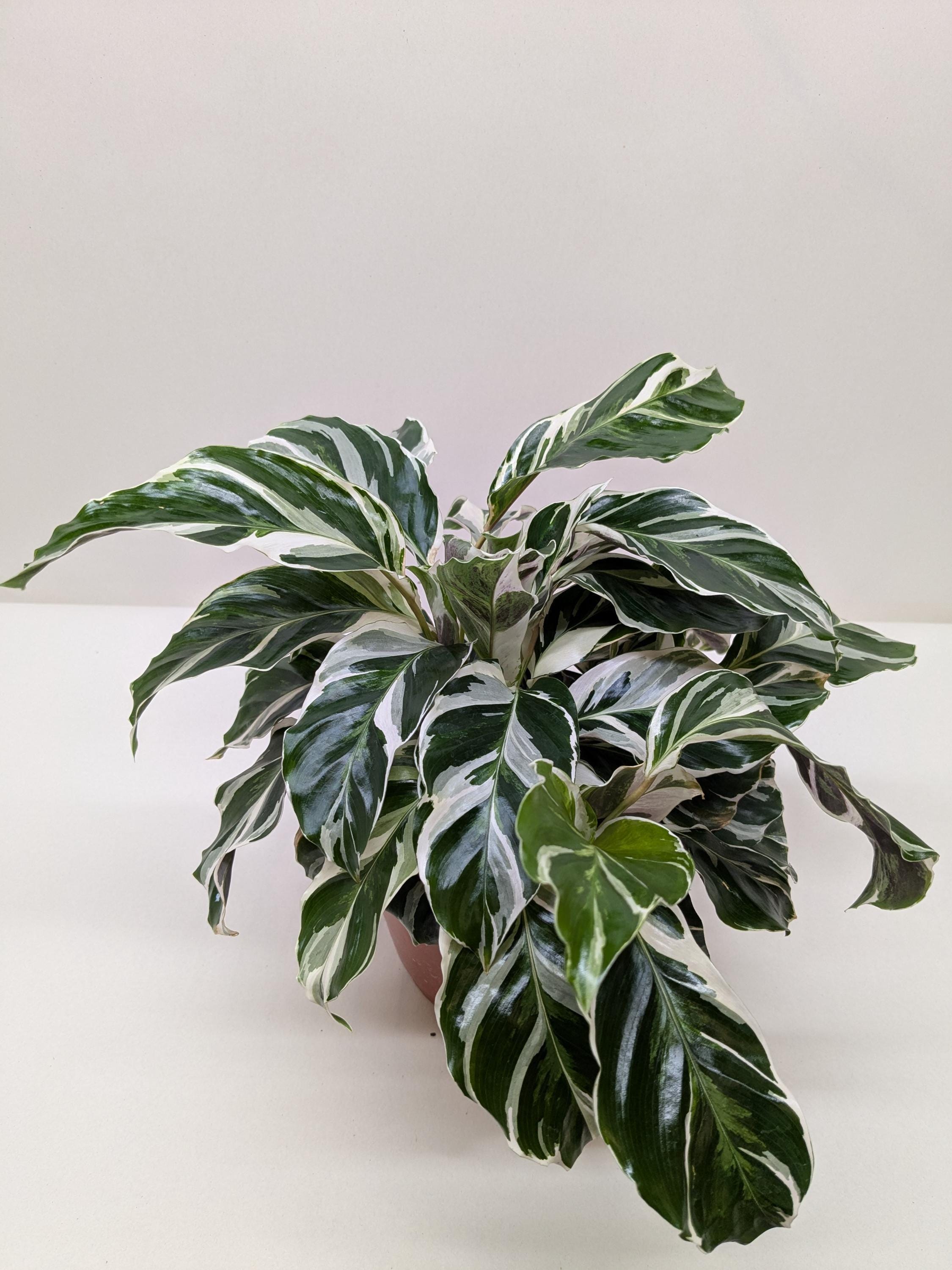 Calathea 'White Fusion' 2" Pot Austin Jungle Co.