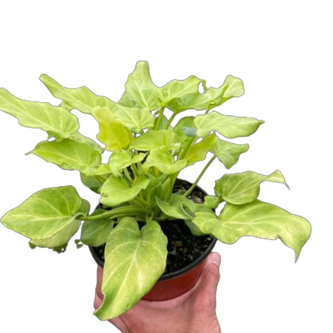 Philodendron 'Xanadu' Variegated Indoor Plants 6" Pot Austin Jungle Co.
