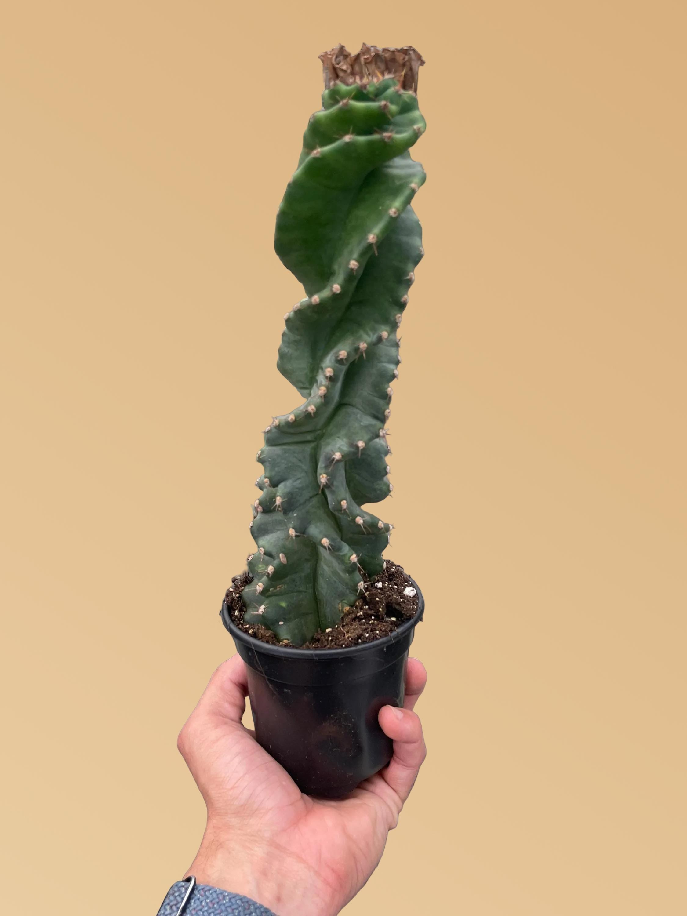 Cereus forbesii 'Spiralis'