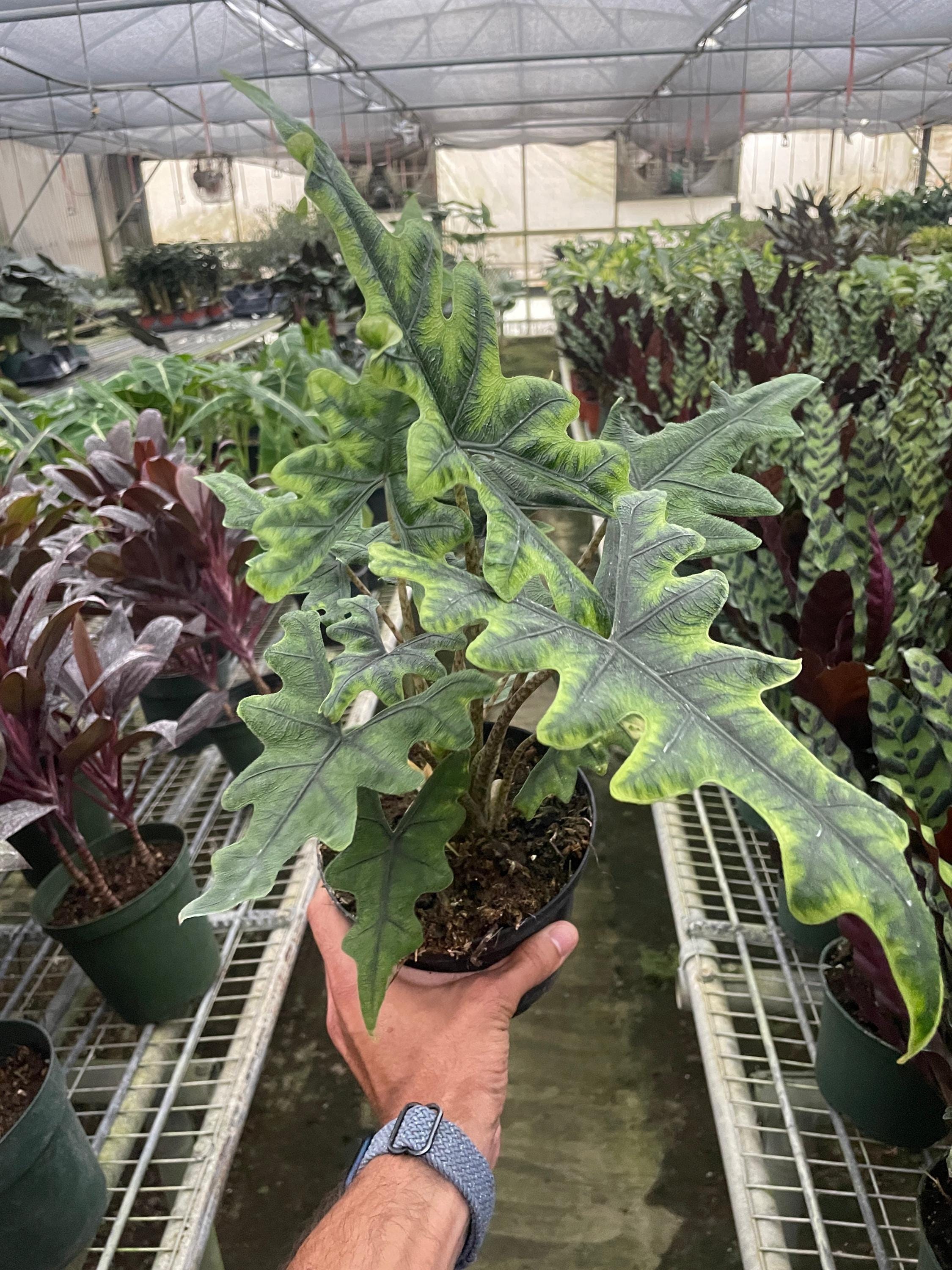 Alocasia 'Jacklyn' Indoor Plants 4" Pot Austin Jungle Co.