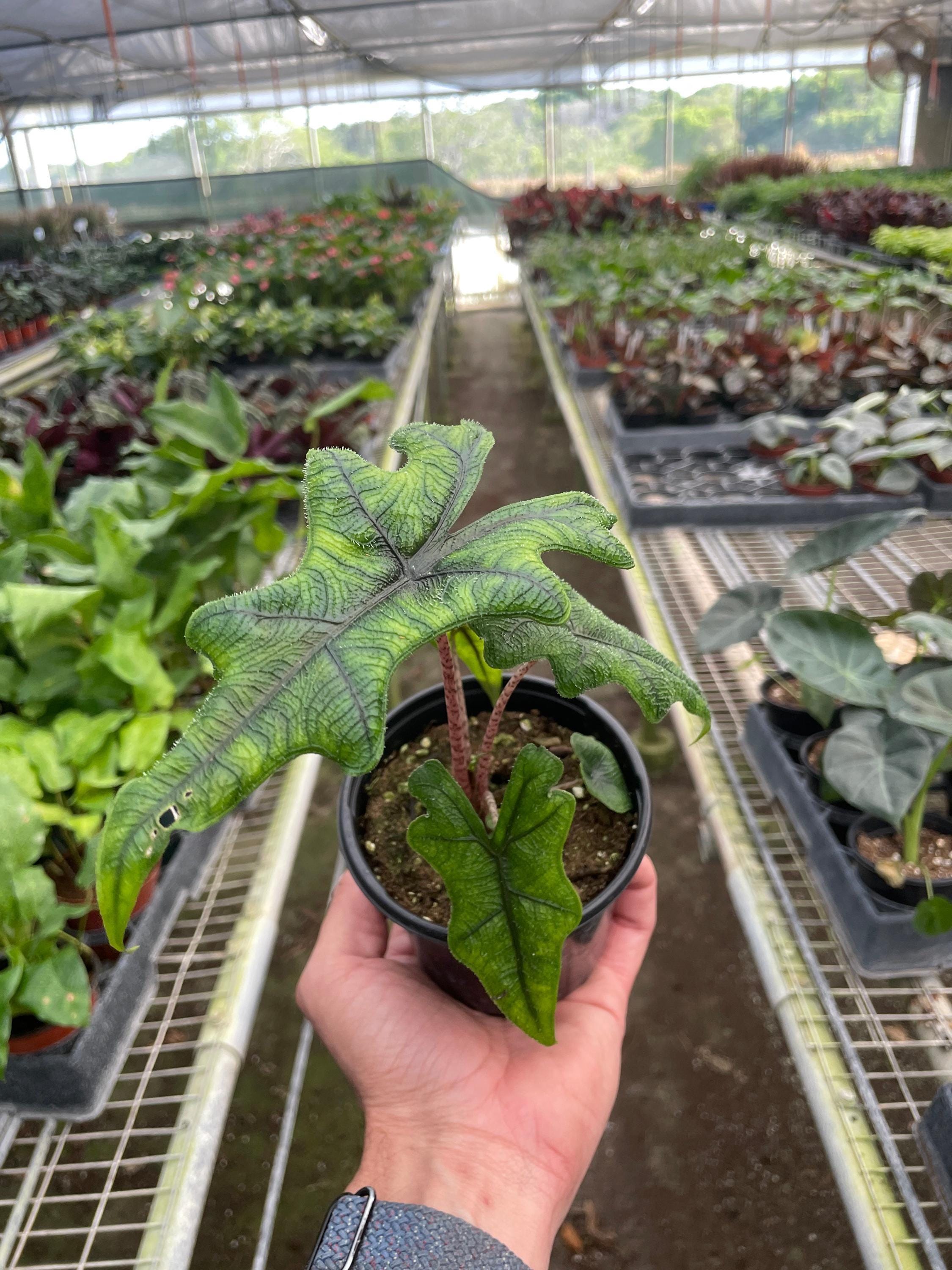 Alocasia 'Jacklyn' Indoor Plants 4" Pot Austin Jungle Co.