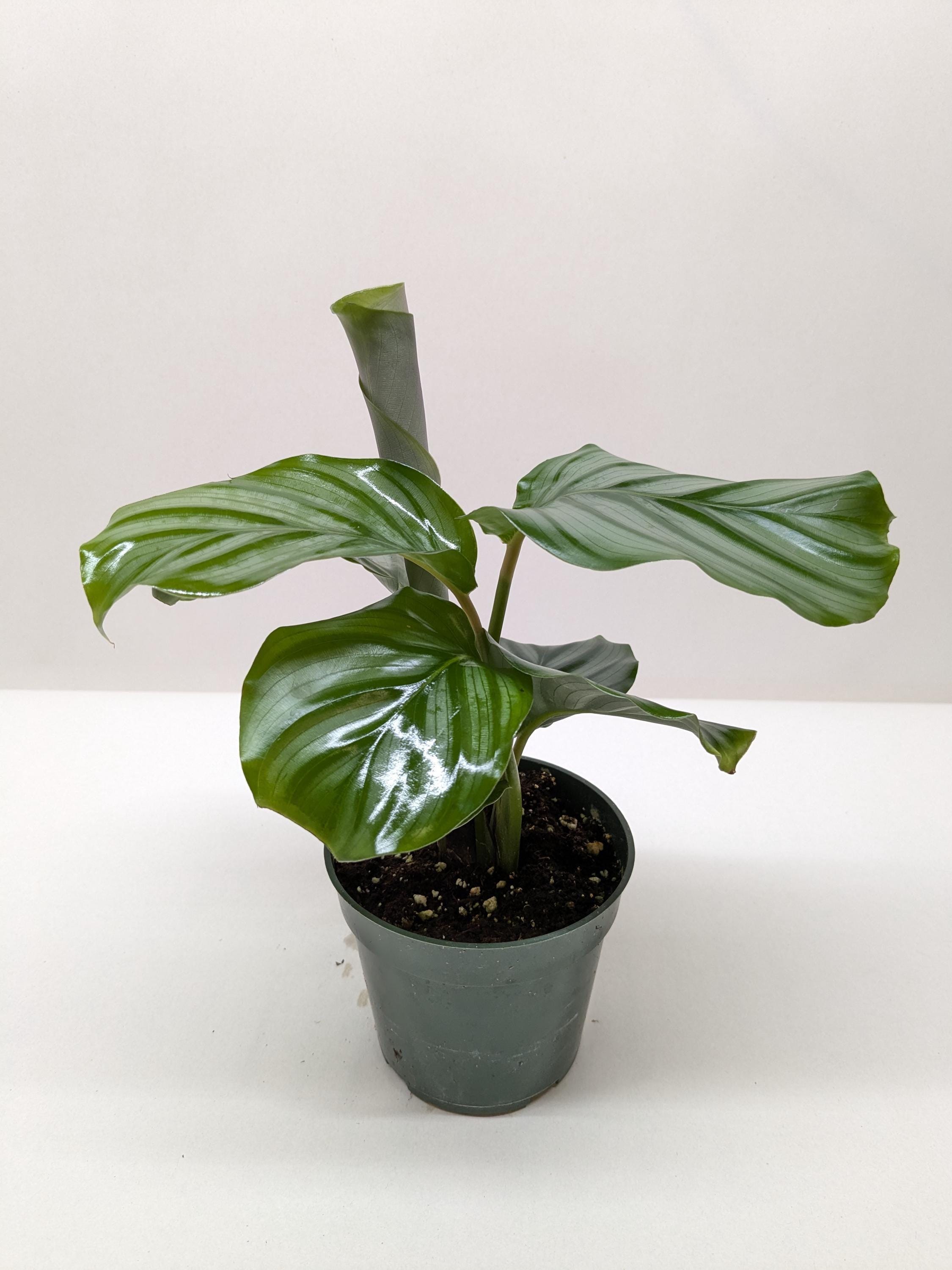 Calathea 'Orbifolia' Indoor Plants 4" Pot Austin Jungle Co.