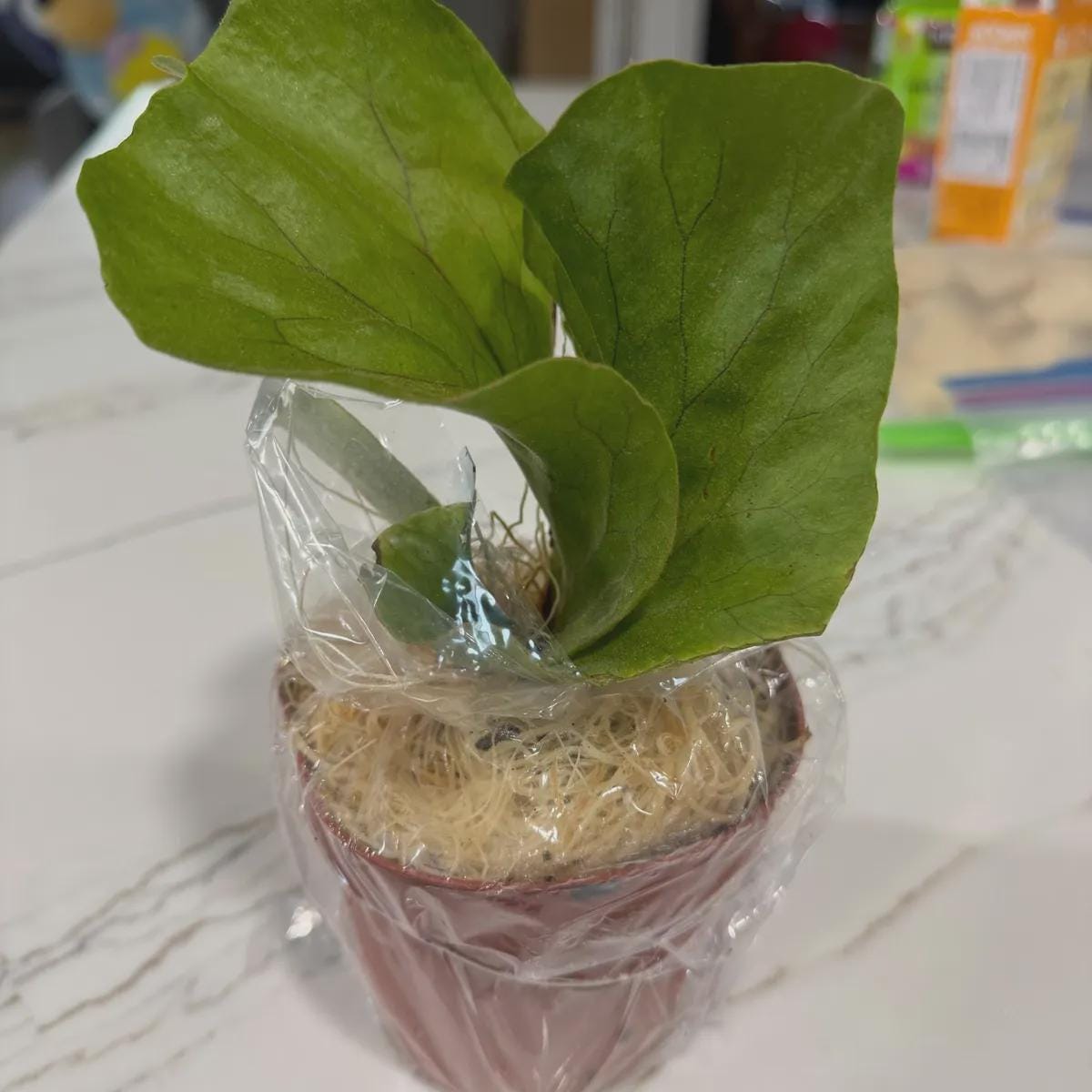 Fern 'Elephant'