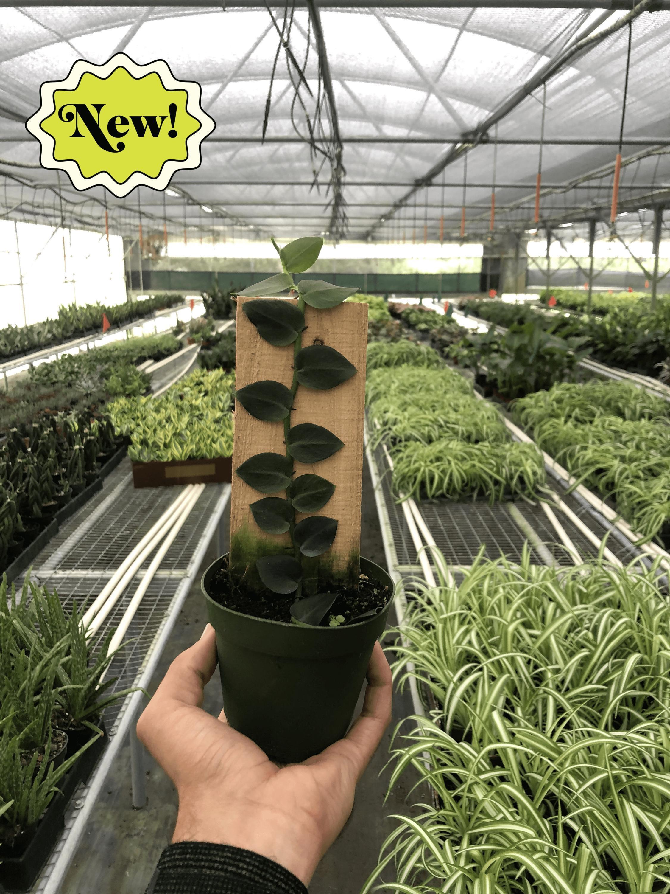 Rhaphidophora 'Hayi' (Shingle Plant) Indoor Plants 4" Pot Austin Jungle Co.