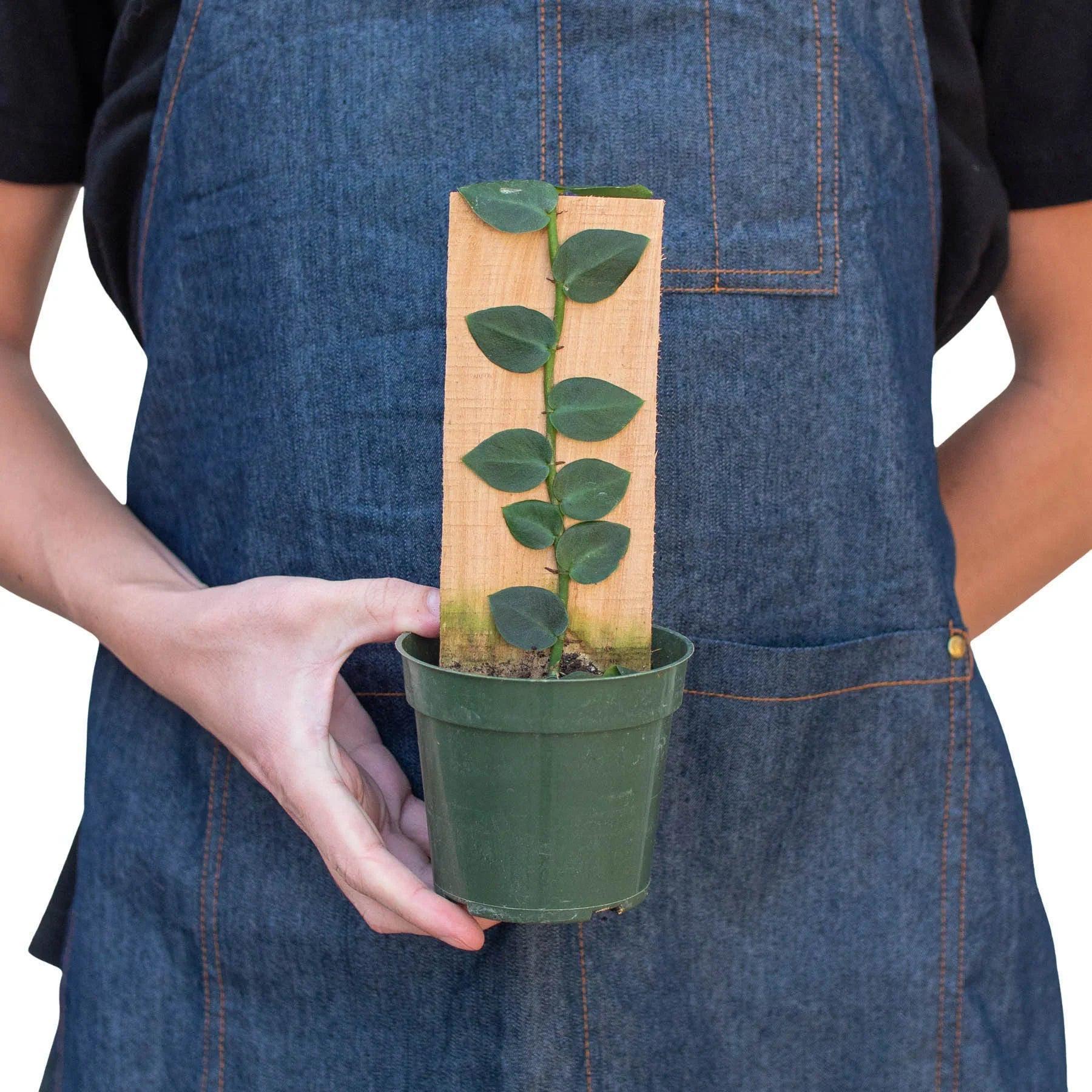 Rhaphidophora 'Hayi' (Shingle Plant) Indoor Plants 4" Pot Austin Jungle Co.