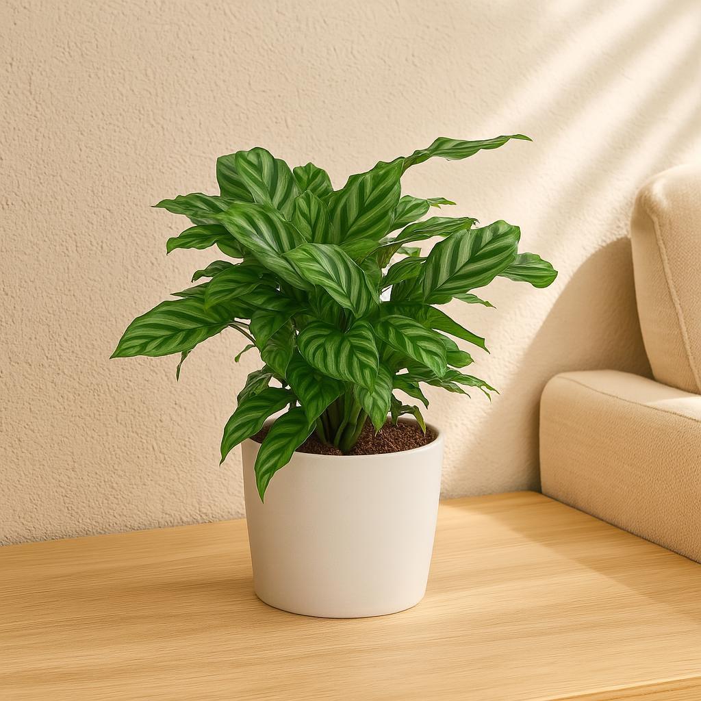 Calathea Concinna 'Freddie'