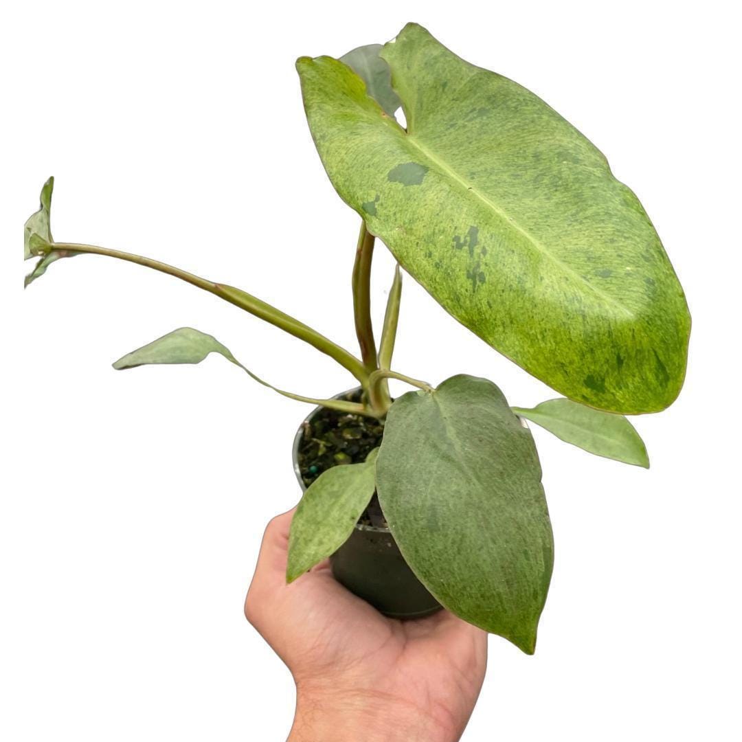 Philodendron 'Paraiso Verde' Indoor Plants 4" Pot Austin Jungle Co.