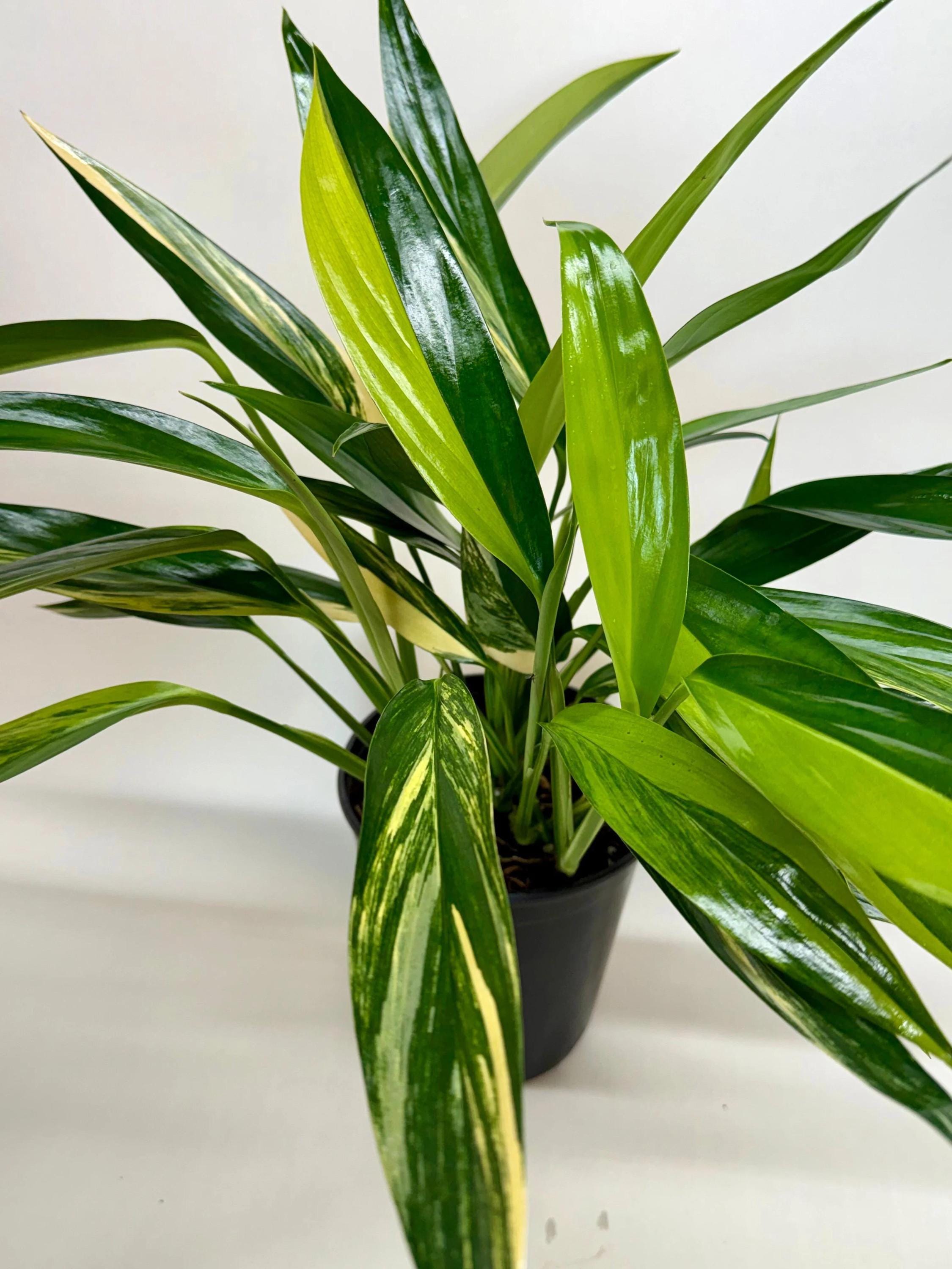 Pothos 'Silver Streak Variegated' 6" Pot Austin Jungle Co.