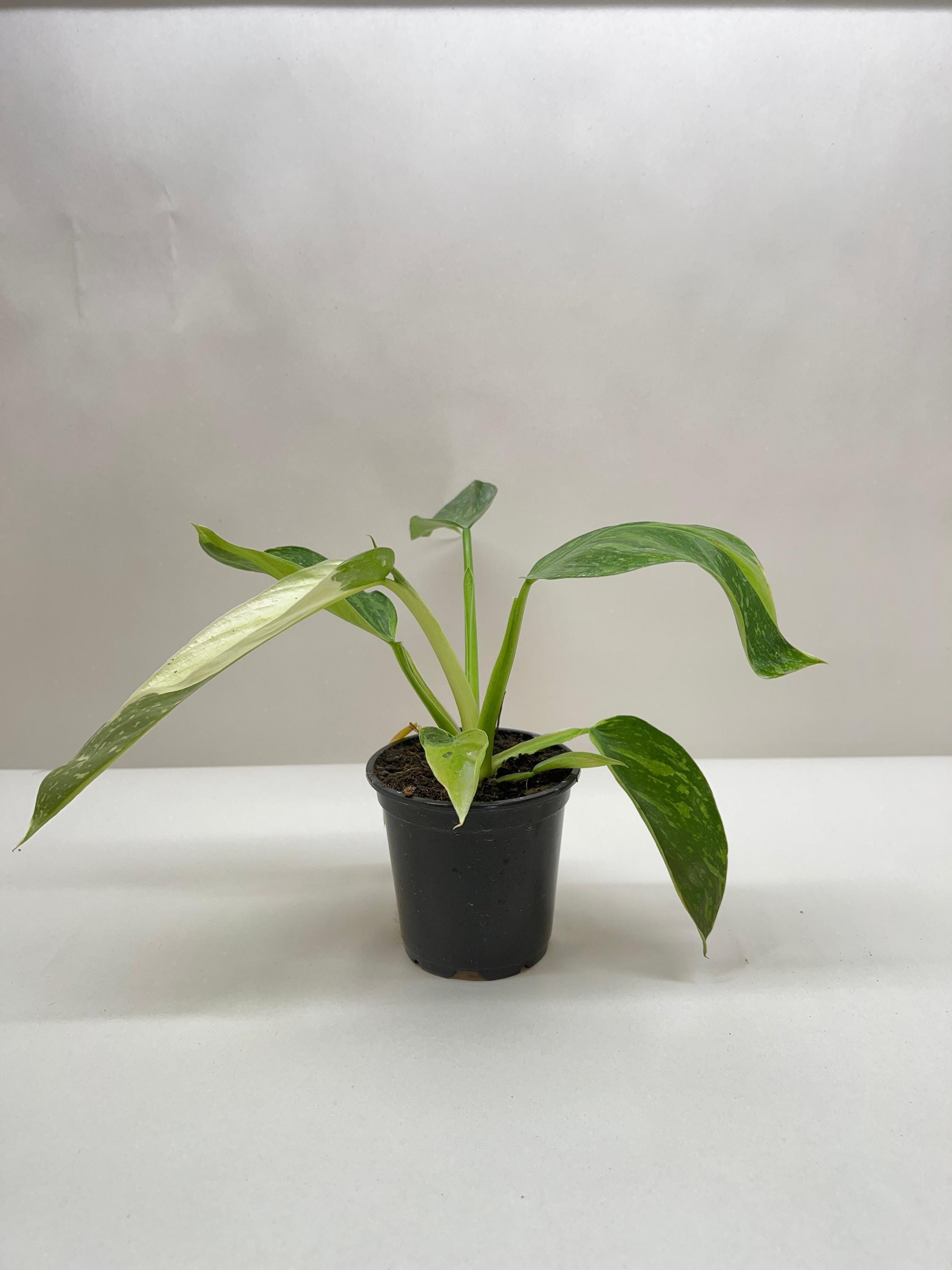 Philodendron Jose Bueno 4" Plant 4" Pot Austin Jungle Co.