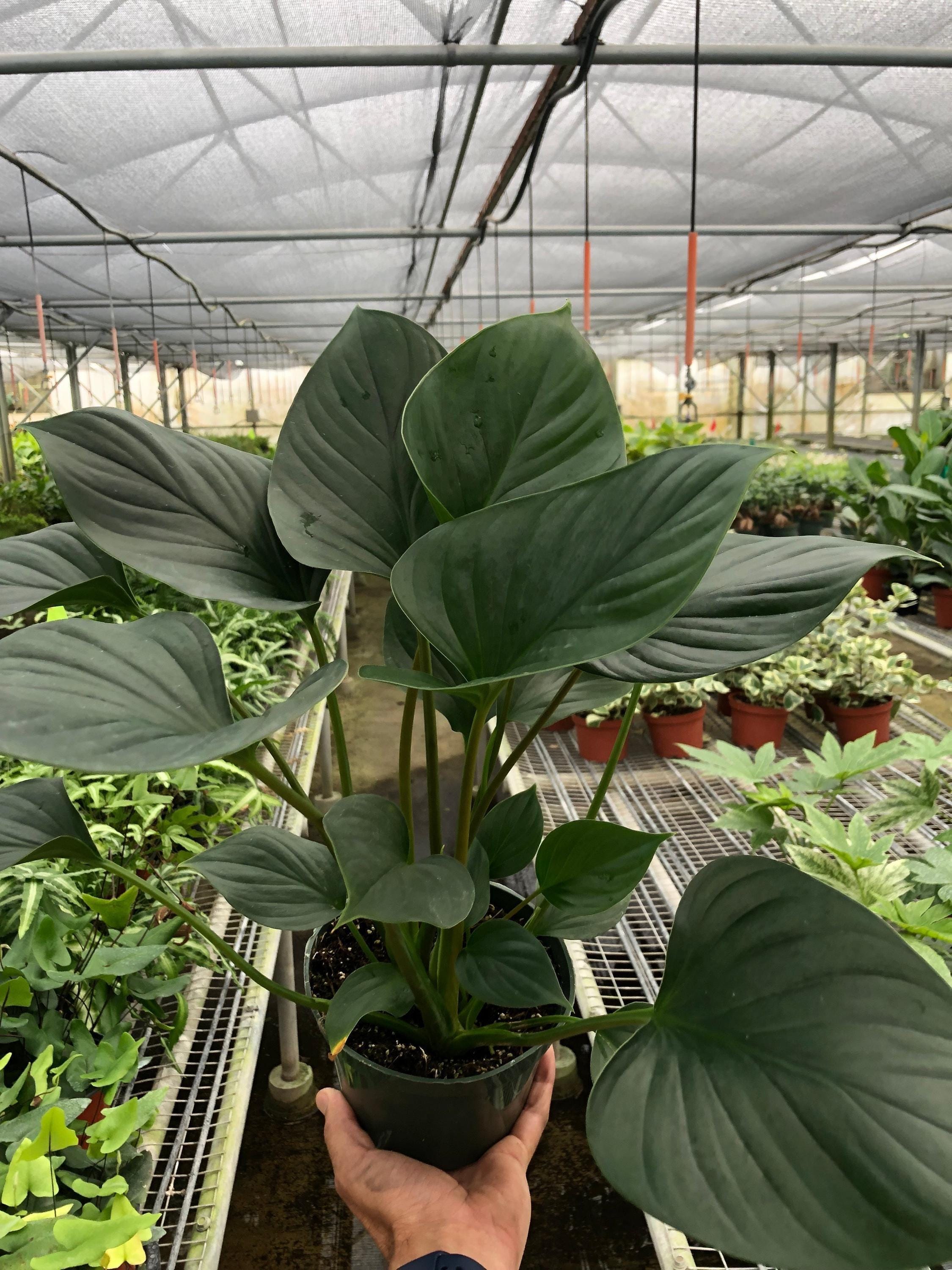 Homalomena 'Emerald Gem' Indoor Plants 4" Pot Austin Jungle Co.