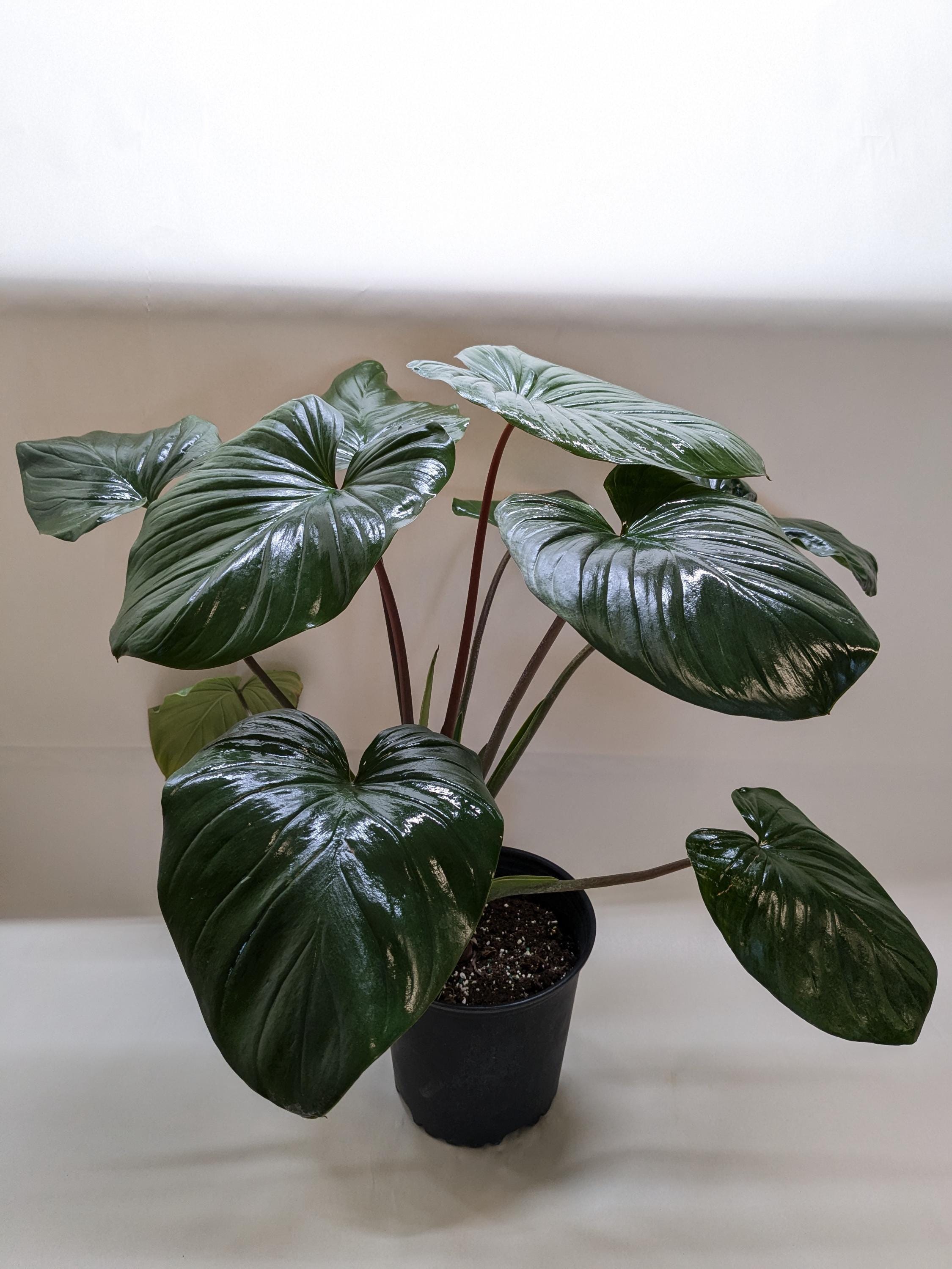 Homalomena 'Emerald Gem' Indoor Plants 4" Pot Austin Jungle Co.