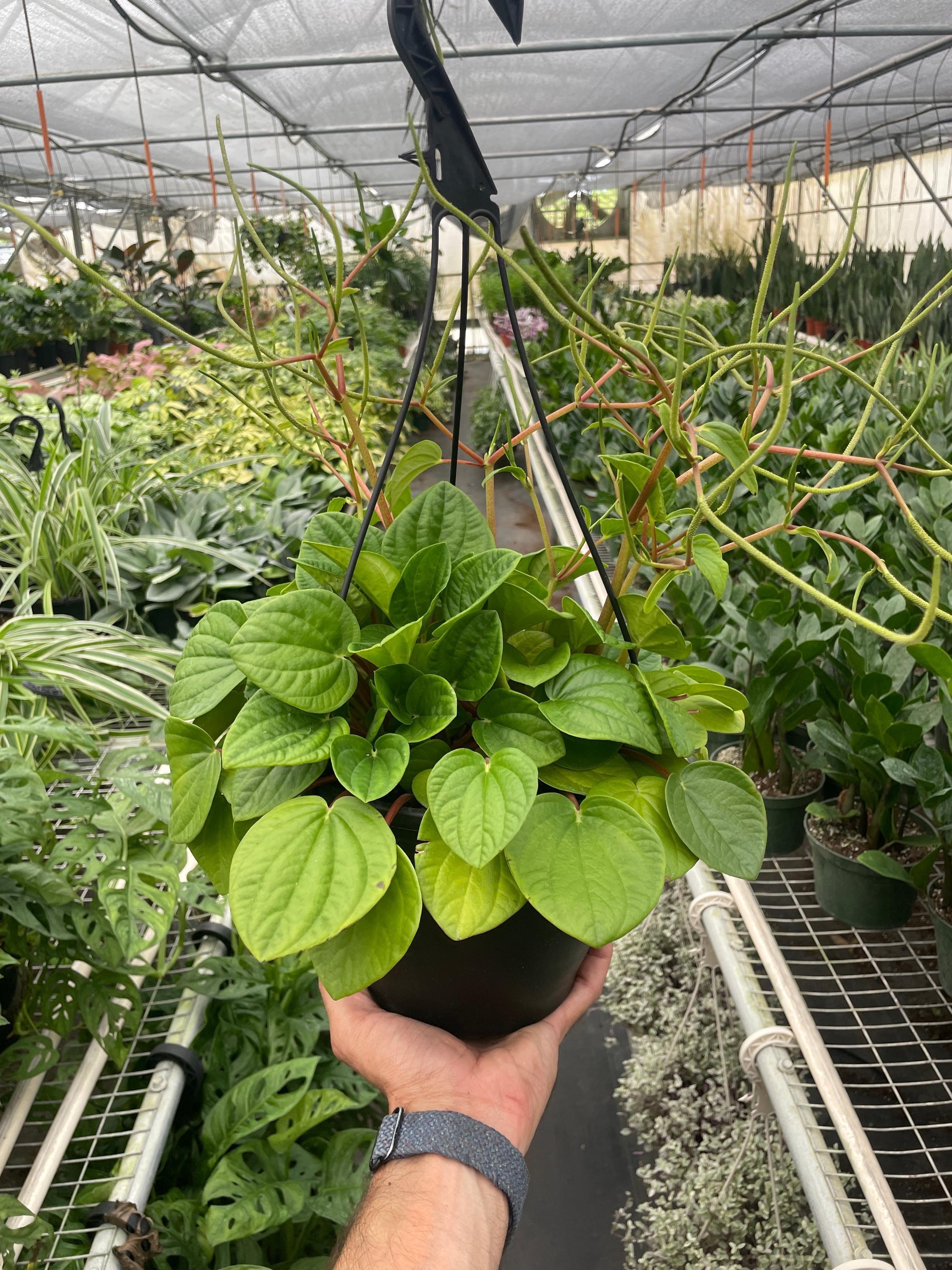 Peperomia 'Rana Verde' Indoor Plants 4" Pot Austin Jungle Co.