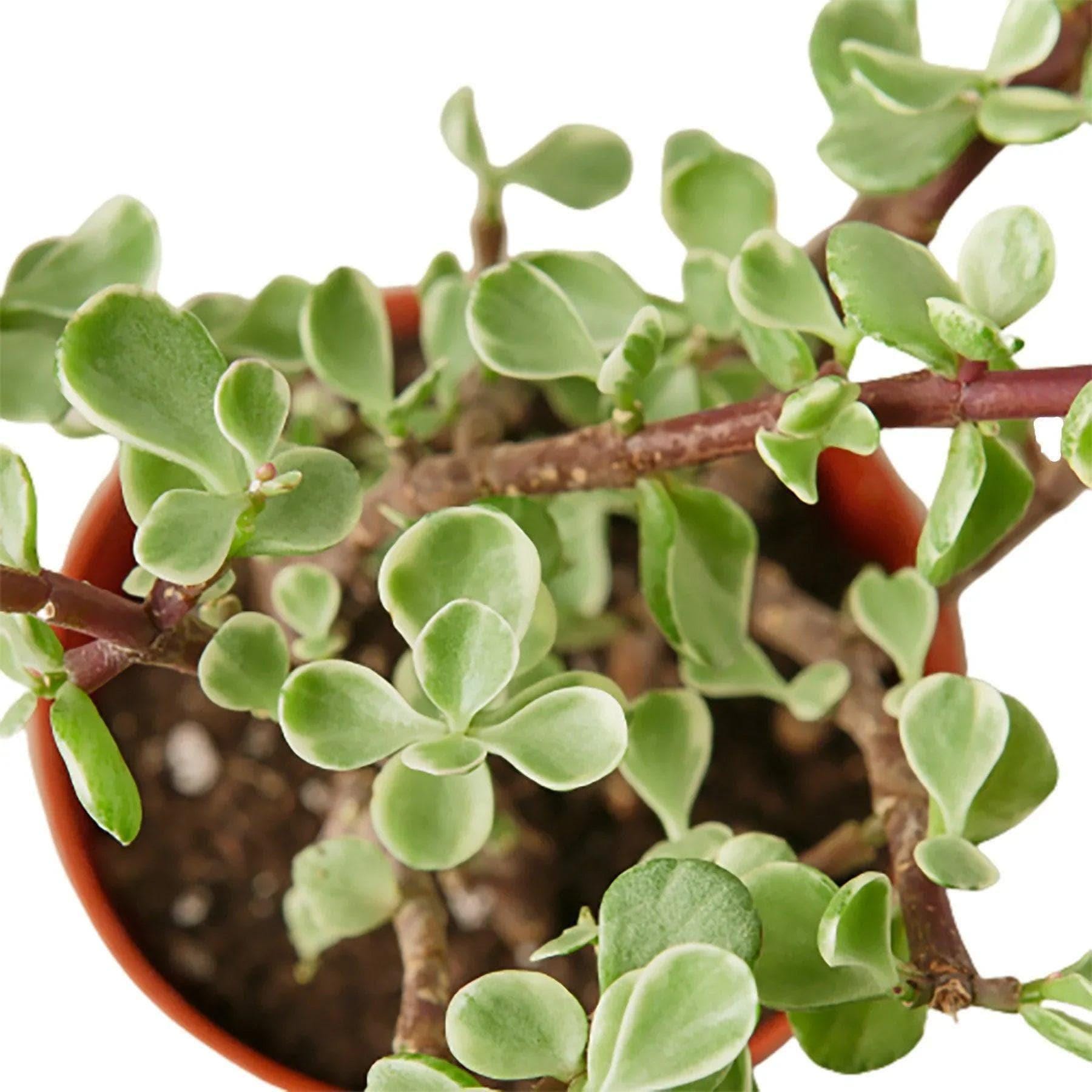 Succulent 'Rainbow Elephant Bush' Succulent 4" Pot Austin Jungle Co.