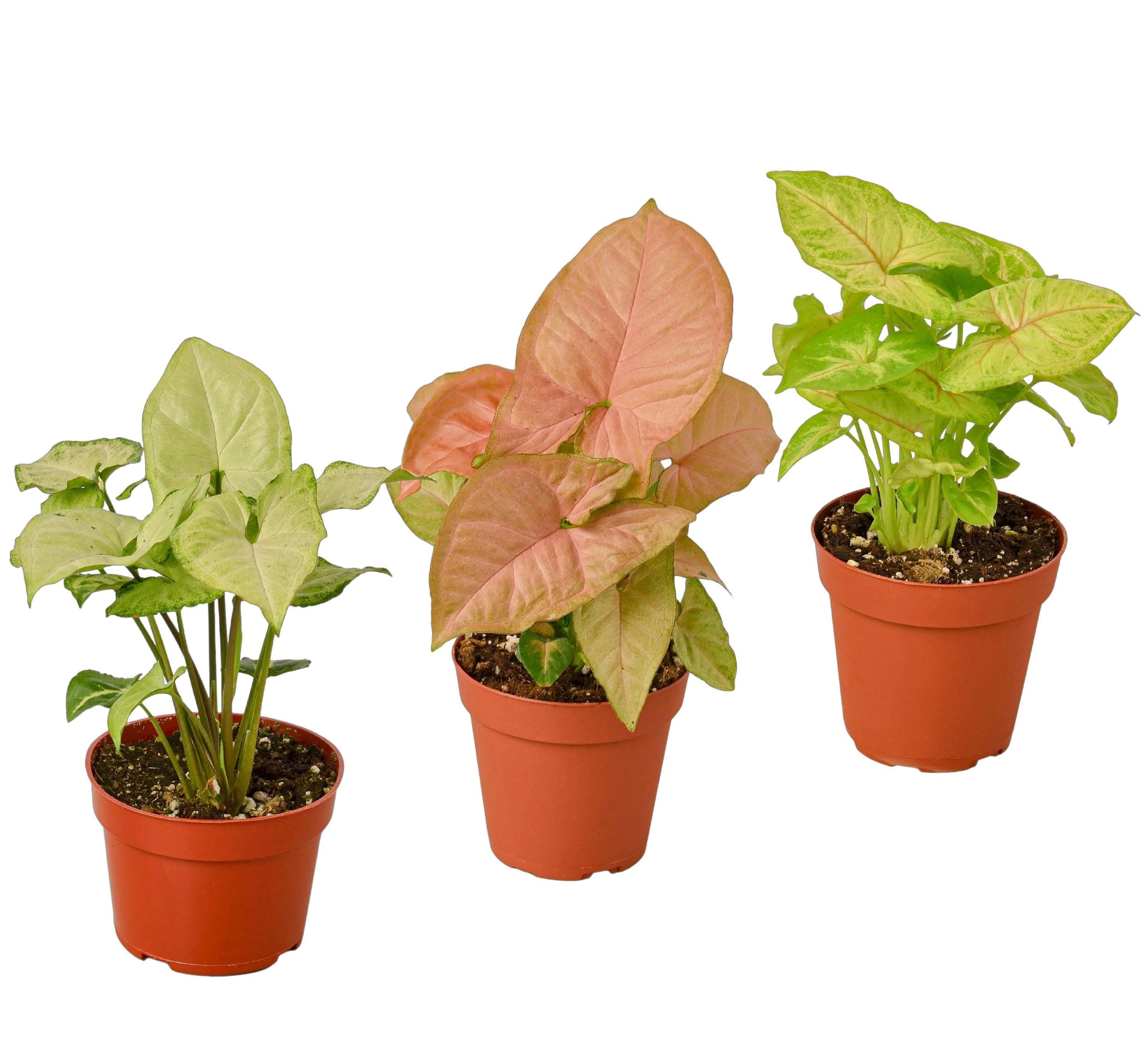 3 Different Syngonium Plants - Arrowhead Plants / 4" Pot 4" Plant (3pk/$2) ($13 Ship/47oz) 4" Pot Austin Jungle Co.