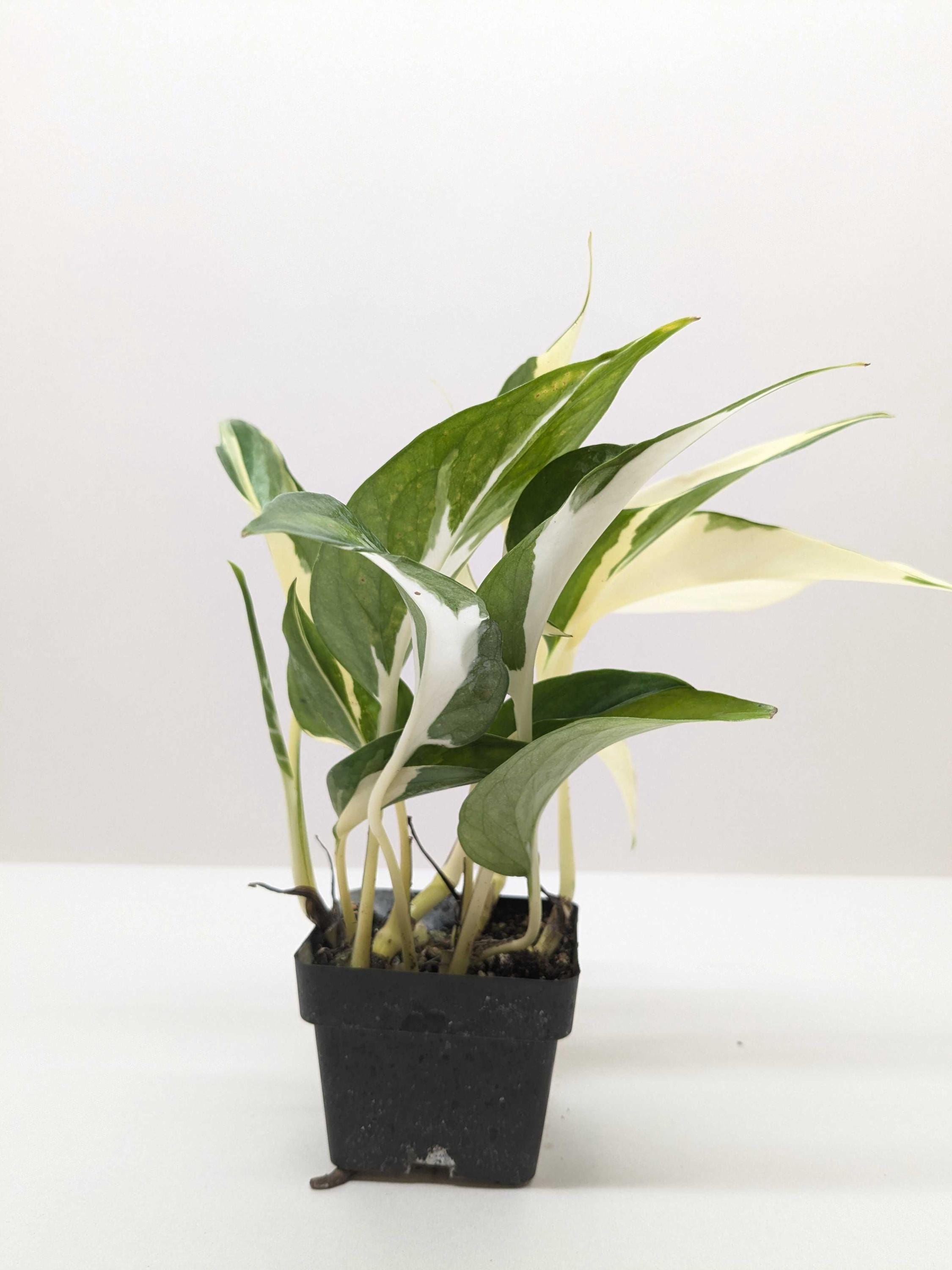 Pothos 'Mutant Manjula' 3" Pot Austin Jungle Co.